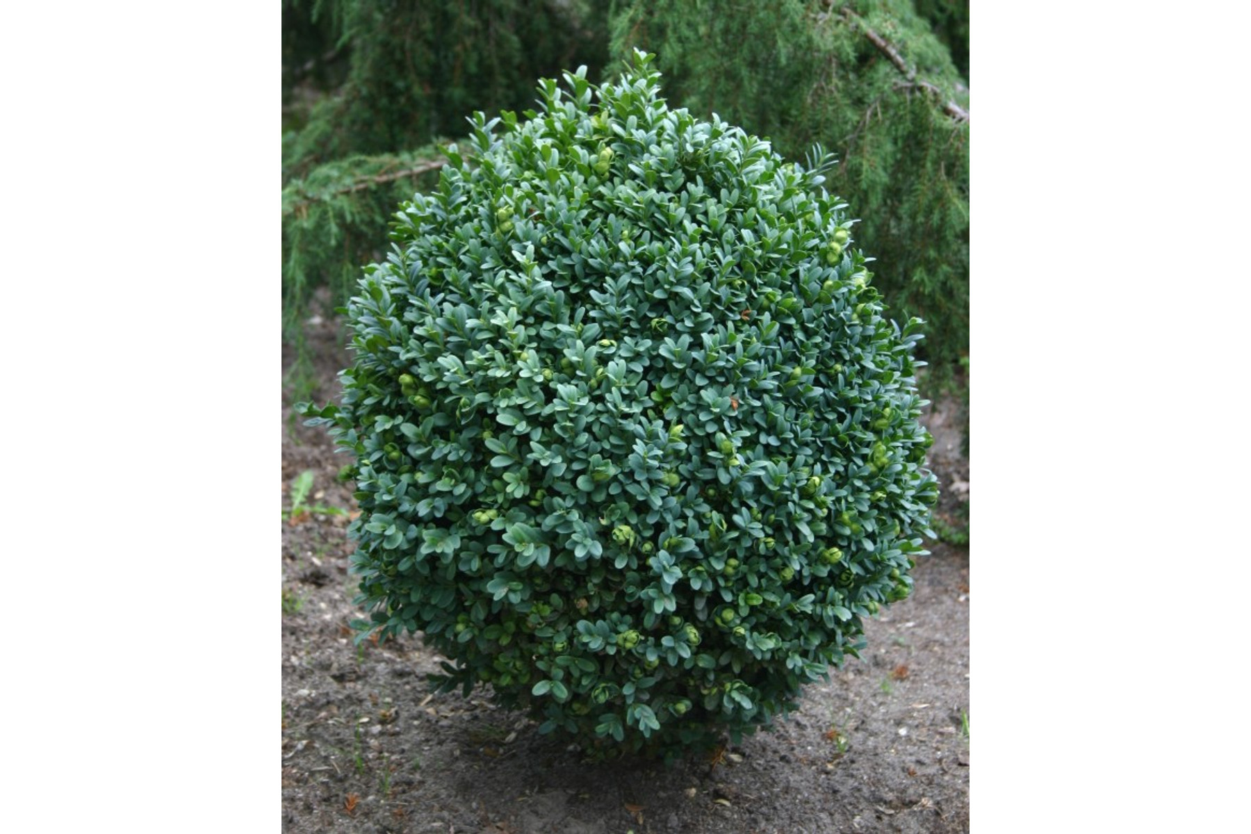 Image of Faulkner bukszus (Faulkner puszpáng) / Buxus microphylla 'Faulkner' ✽