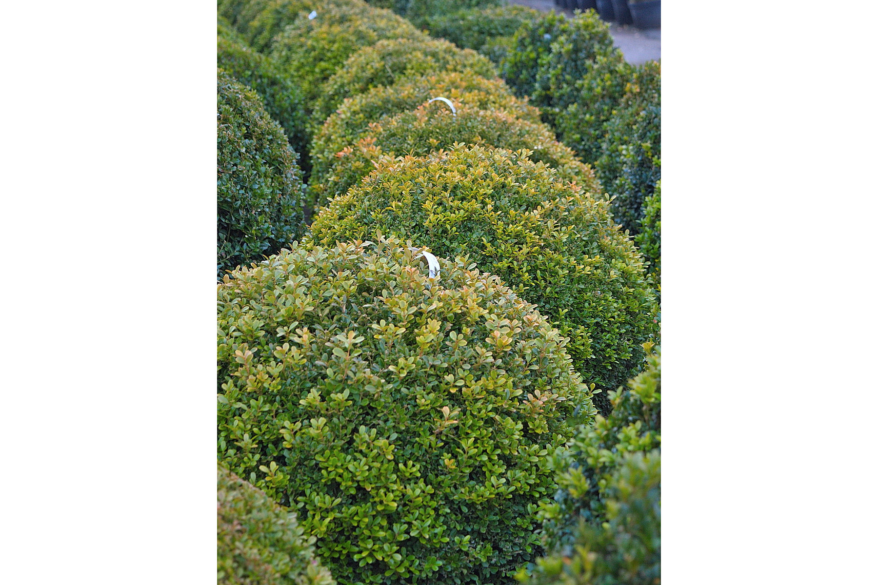 Image of Rococo kislevelű bukszus (Rococo kislevelű puszpáng) / Buxus microphylla 'Rococo' - 30-40