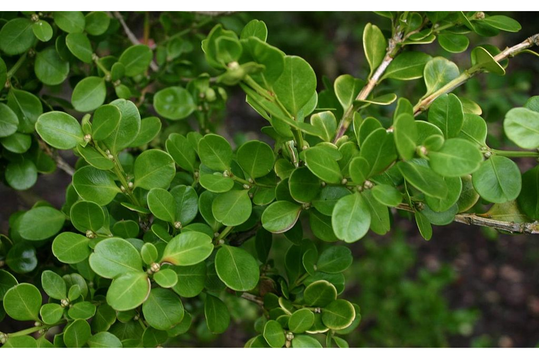 Image of Kislevelű bukszus (kislevelű puszpáng) / Buxus microphylla ✽