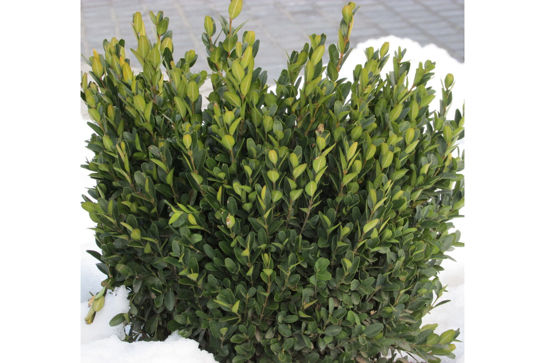 Image of Sövénybukszus (sövénypuszpáng) / Buxus sempervirens 'Suffruticosa' - 30-35