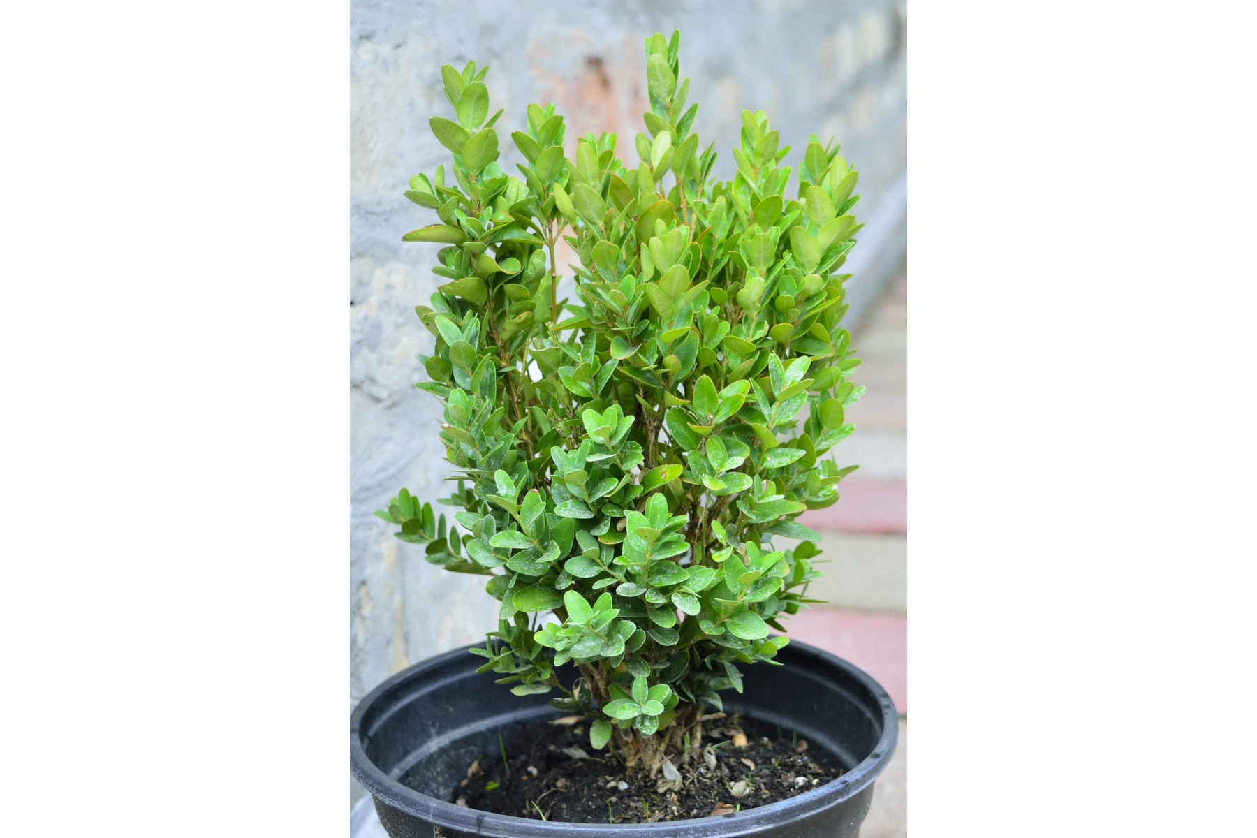 Image of Sövénybukszus (sövénypuszpáng) / Buxus sempervirens 'Suffruticosa' - 20-30