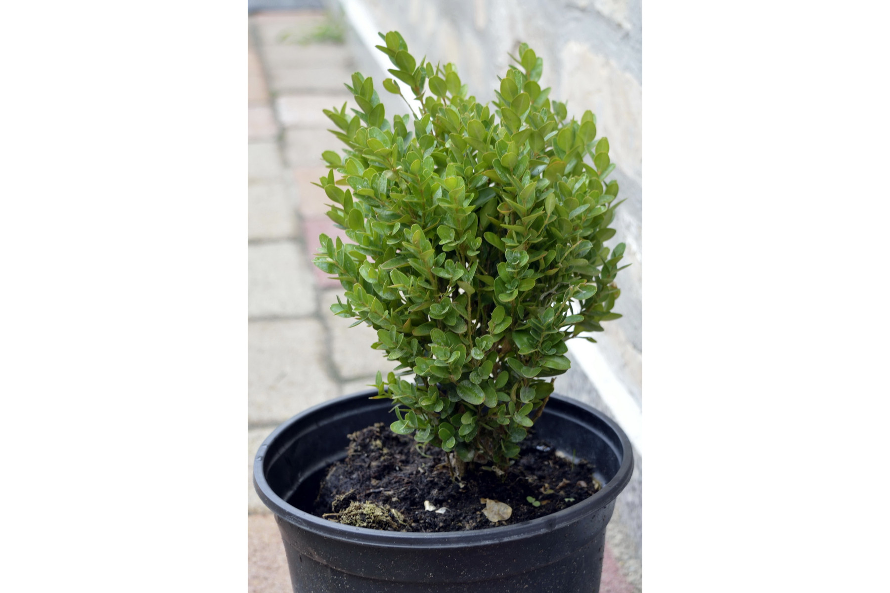 Image of Sövénybukszus (sövénypuszpáng) / Buxus sempervirens 'Suffruticosa' - 15-20