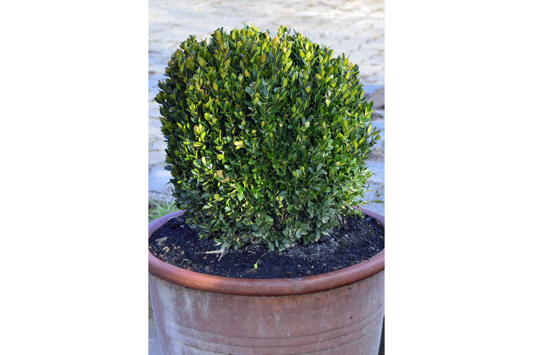 Image of Sövénybukszus (sövénypuszpáng) / Buxus sempervirens 'Suffruticosa' - 35-40