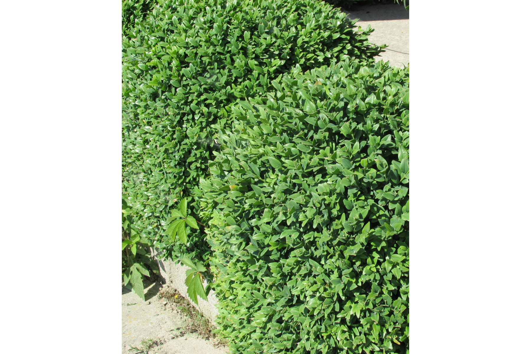 Image of Bukszus (örökzöld puszpáng) / Buxus sempervirens ✽