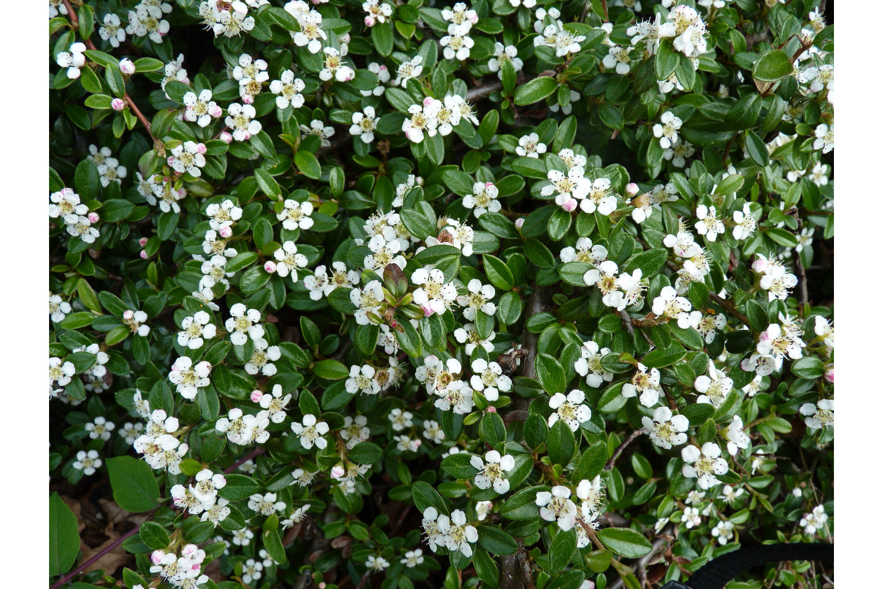Image of Coral Beauty kúszómadárbirs / Cotoneaster dammeri 'Coral Beauty' ✽