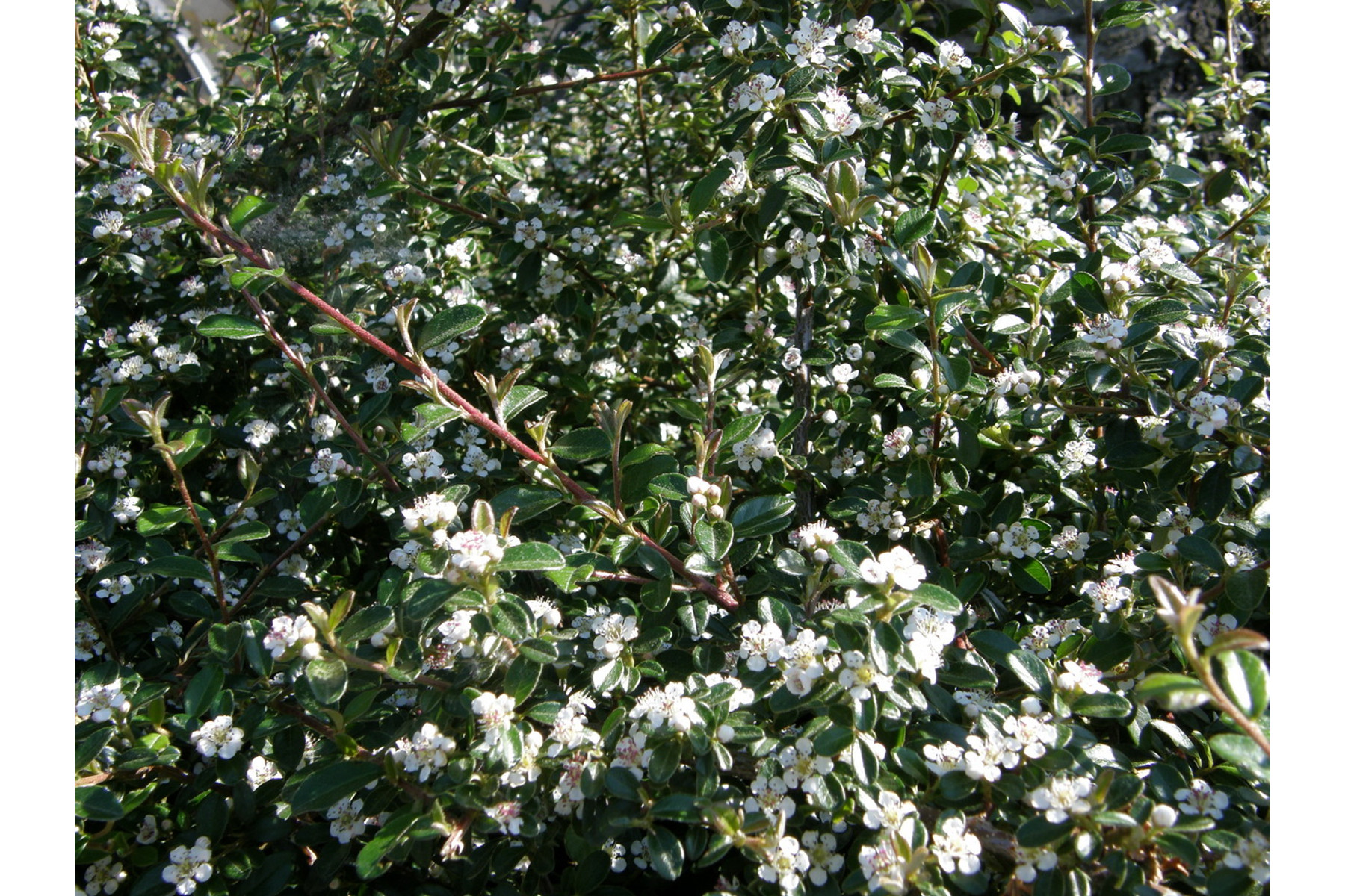 Image of Skogholm kúszómadárbirs / Cotoneaster dammeri 'Skogholm' - 20-30