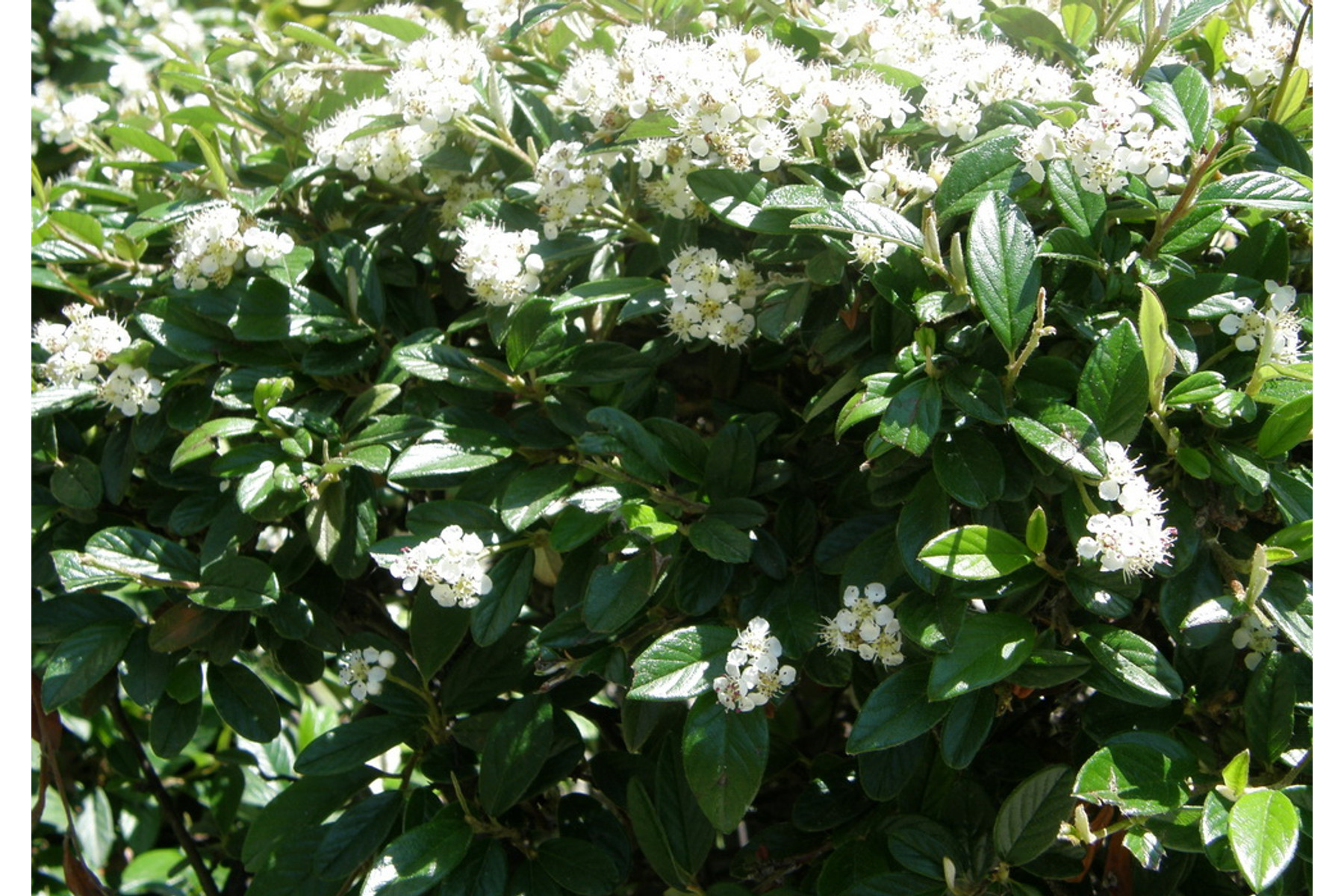 Image of Bella kúszómadárbirs / Cotoneaster hybrid 'Bella' ✽