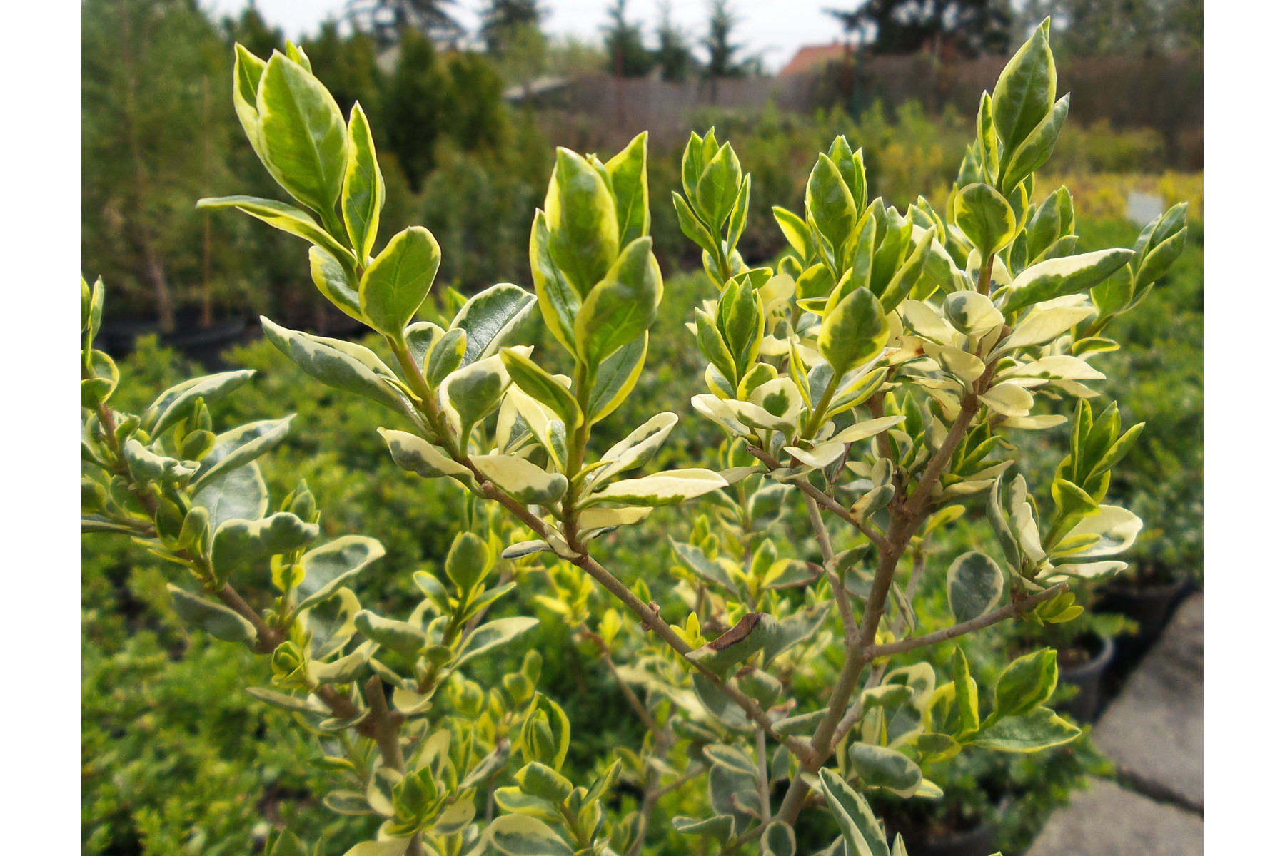 Image of Ezüsttarka télizöld vagy széleslevelű fagyal / Ligustrum ovalifolium 'Argenteomarginatum' ✽
