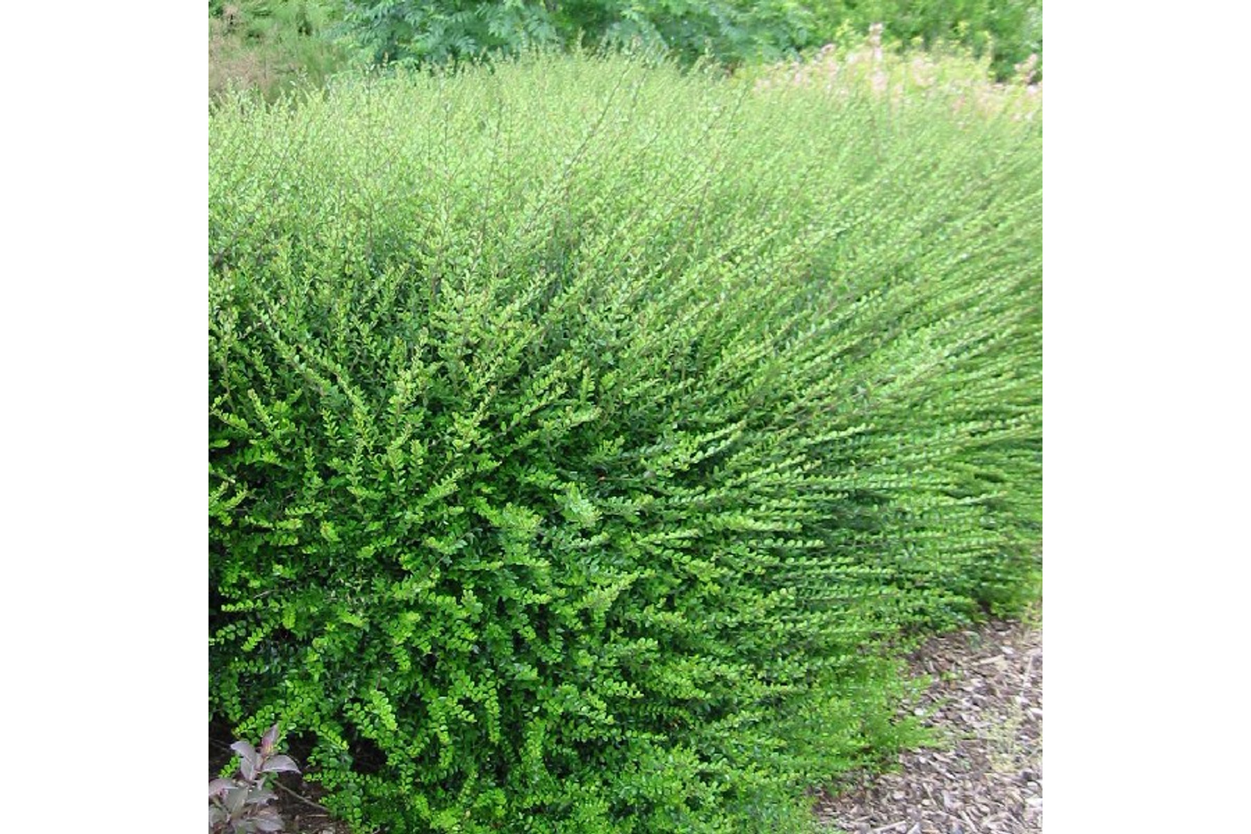 Image of Örökzöld mirtuszlonc / Lonicera nitida 'Elegant' ✽