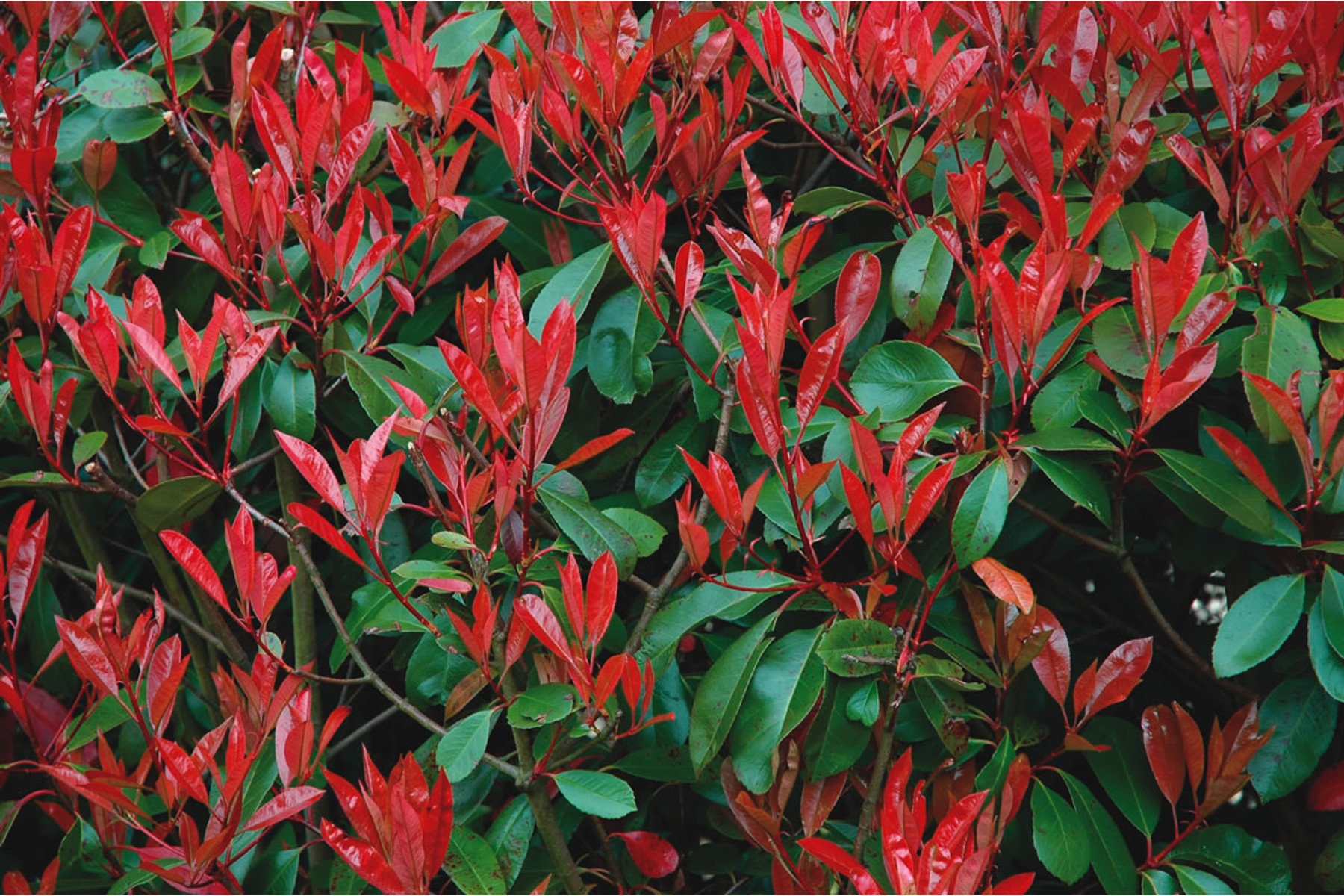Image of Corallina korallberkenye / Photinia x fraseri 'Corallina' ✽