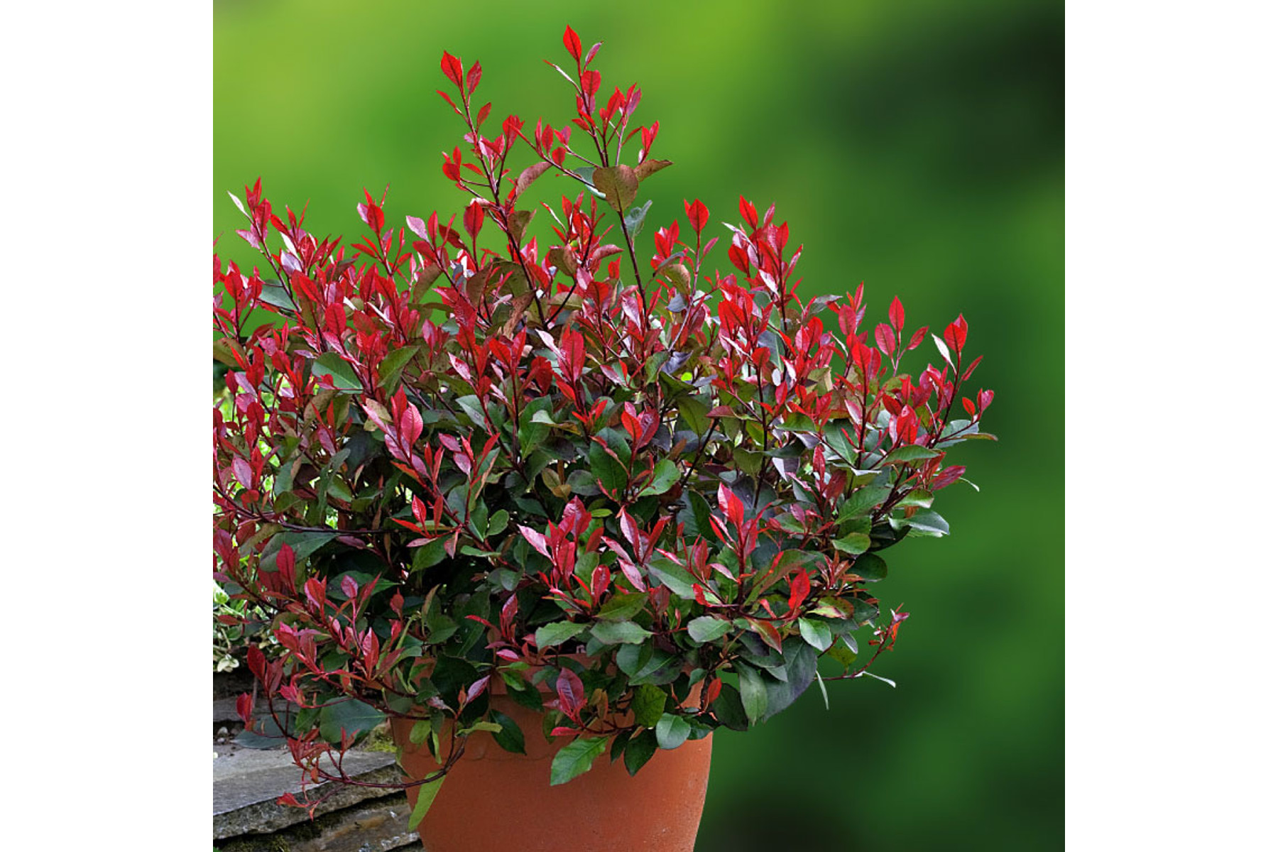 Image of Little Red Robin korallberkenye / Photinia x fraseri 'Little Red Robin' - 25-30
