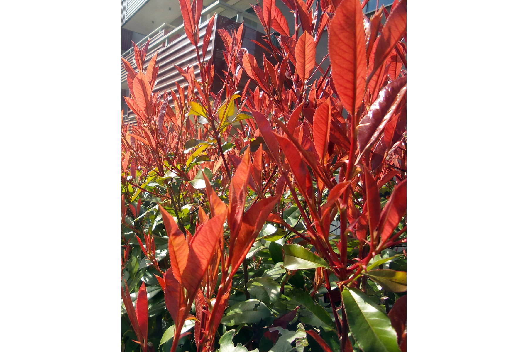 Image of Kerti korallberkenye / Photinia x fraseri 'Red Robin' - 40-60
