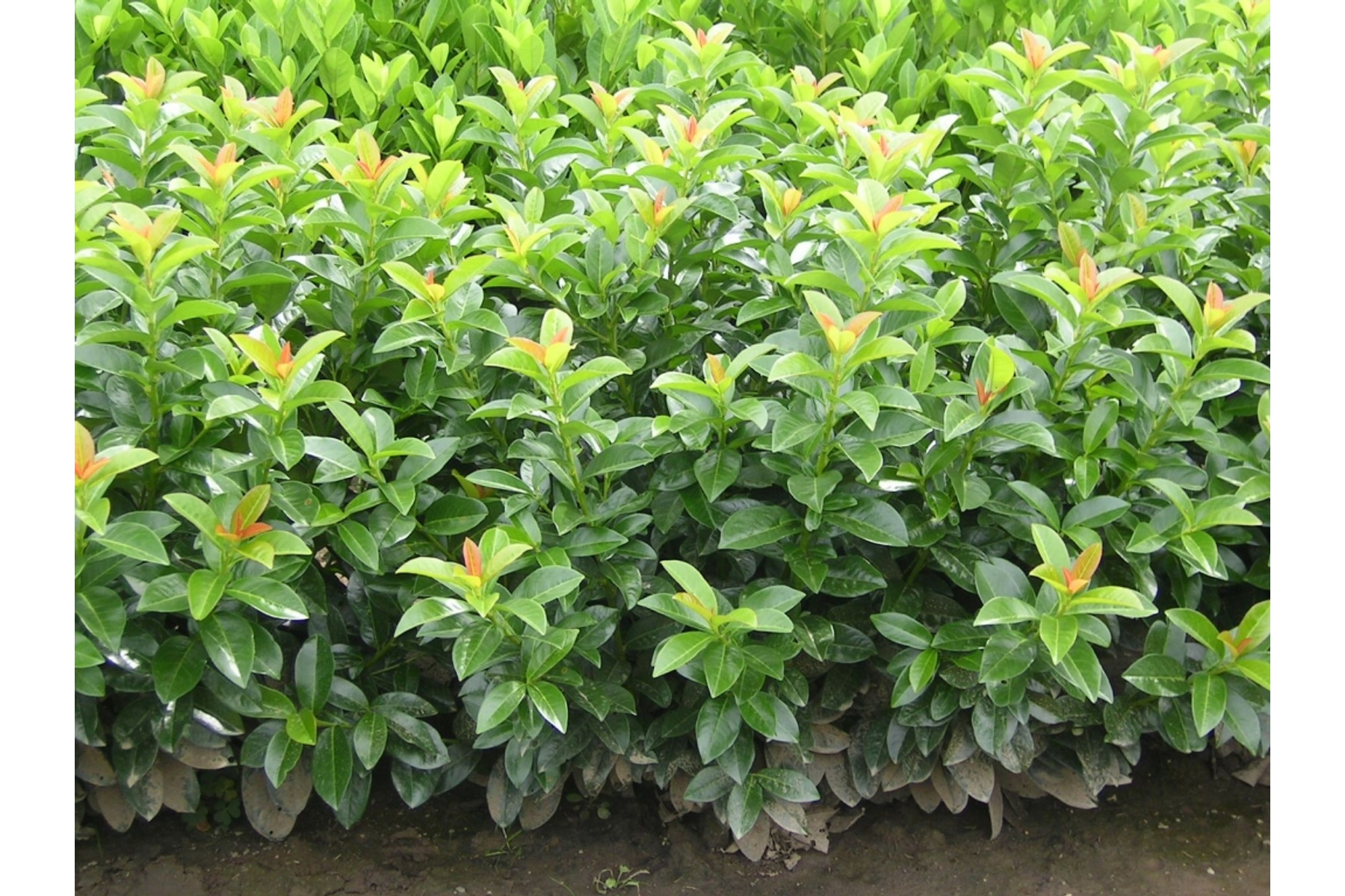 Image of Baumgartner babérmeggy / Prunus laurocerasus 'Baumgartner' ✽