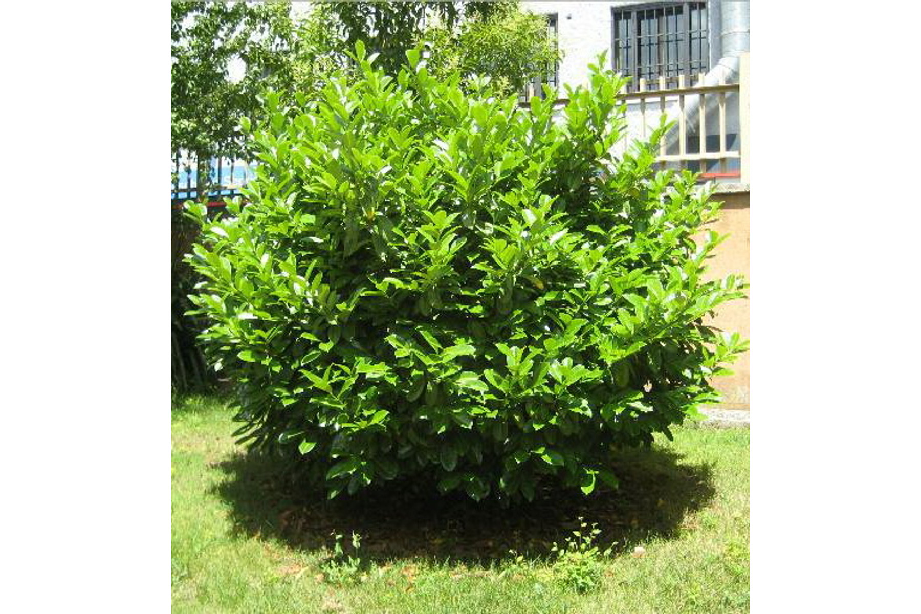 Image of Babérmeggy / Prunus laurocerasus Sp. ✽