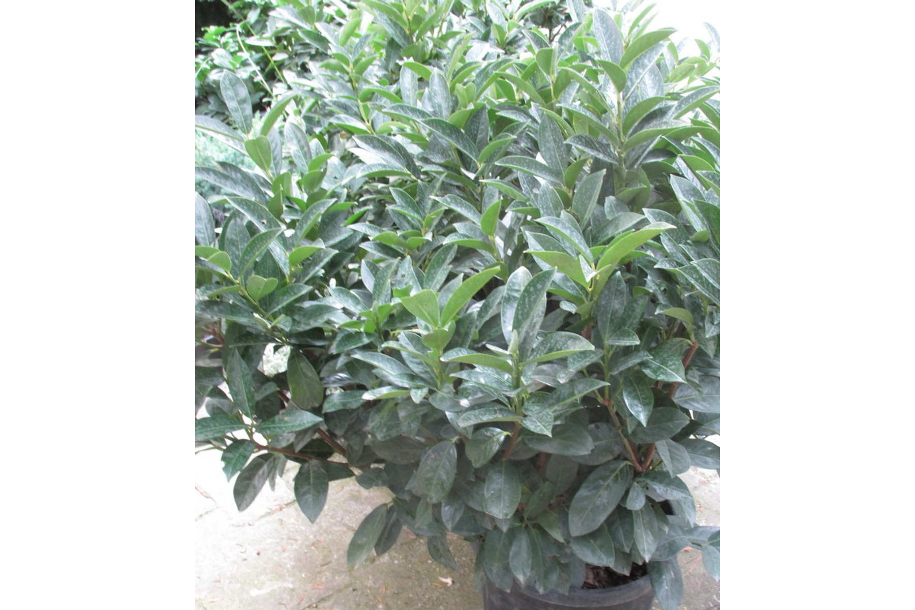 Image of Cippora babérmeggy / Prunus laurocerasus 'Cippora' ✽