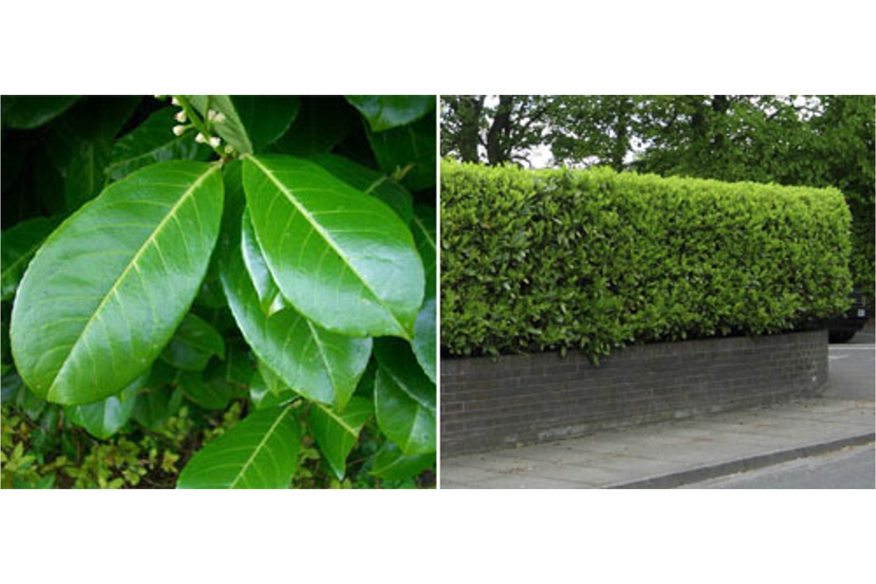 Image of Magnólialevelű babérmeggy / Prunus laurocerasus 'Magnoliifolia' - 30-40