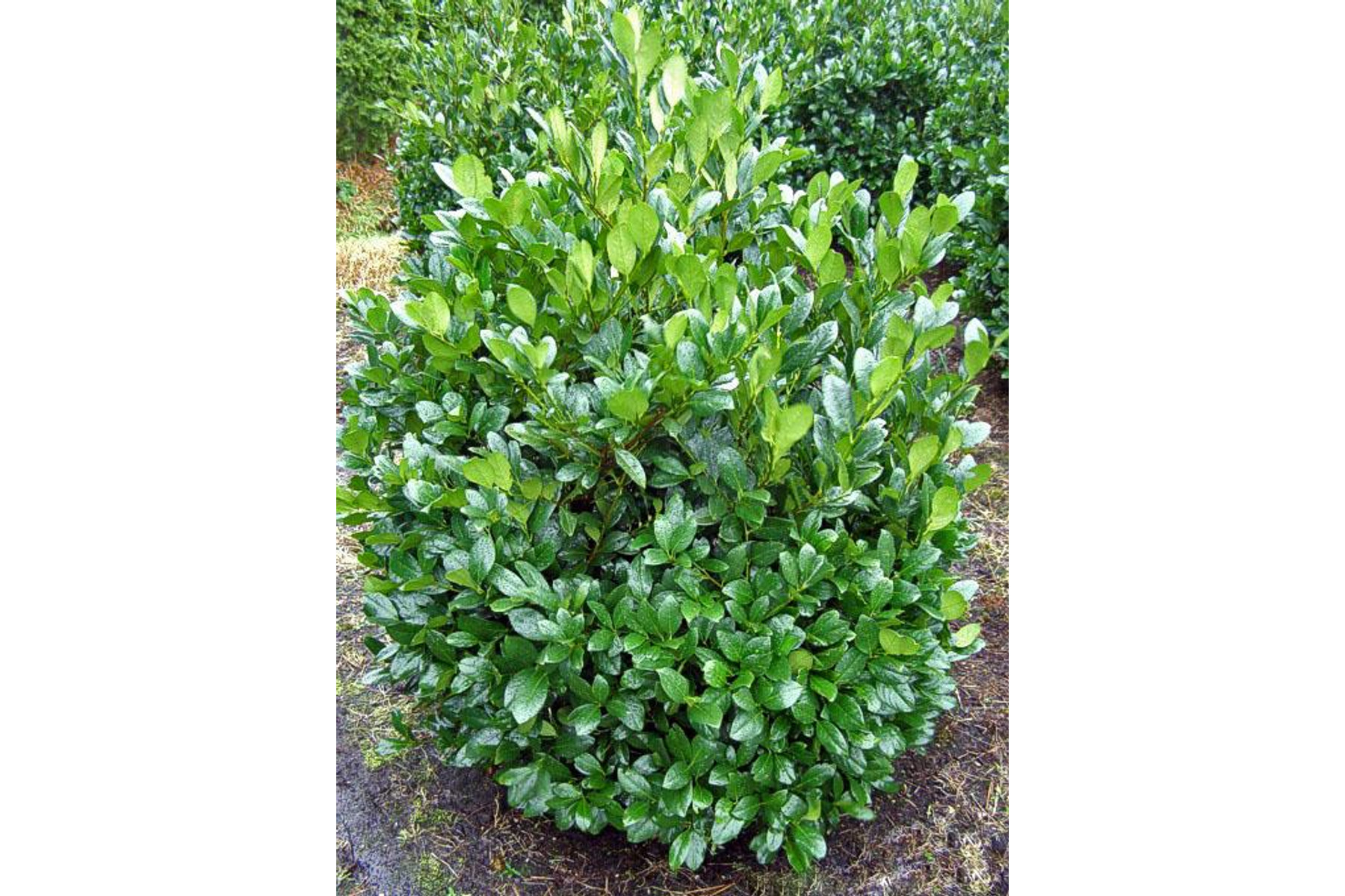 Image of Mano babérmeggy / Prunus laurocerasus 'Mano' - 30-40