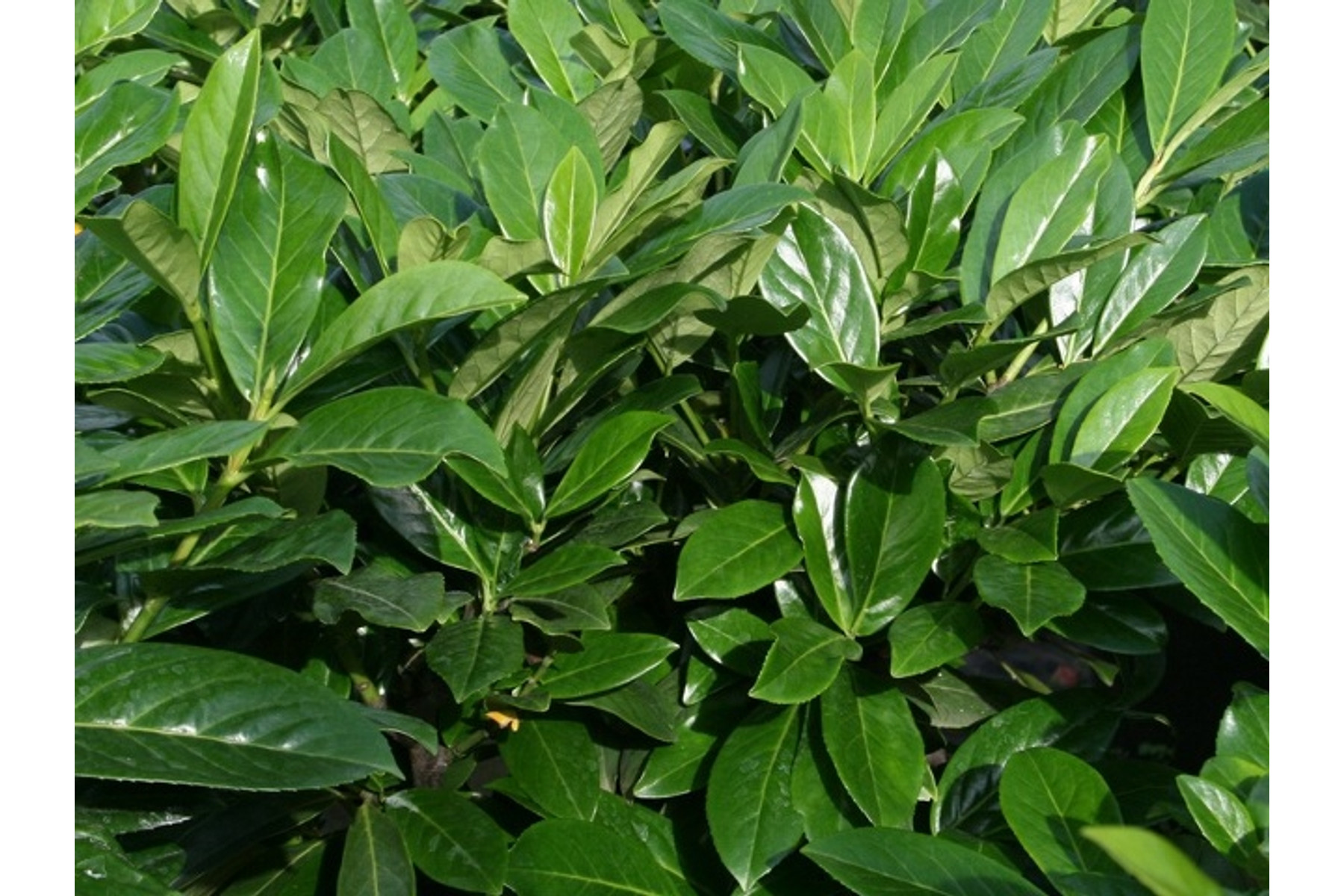 Image of Novita babérmeggy / Prunus laurocerasus 'Novita' - 60-80