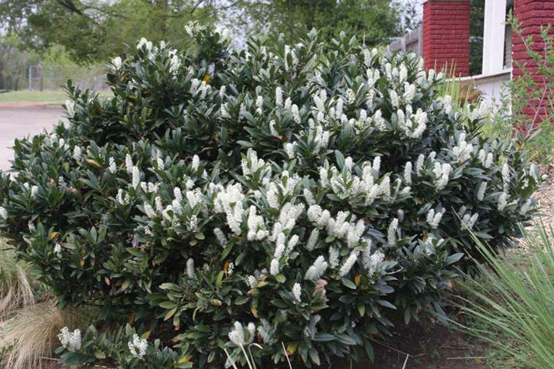 Image of Otto Luyken babérmeggy / Prunus laurocerasus 'Otto Luyken' - 30-40