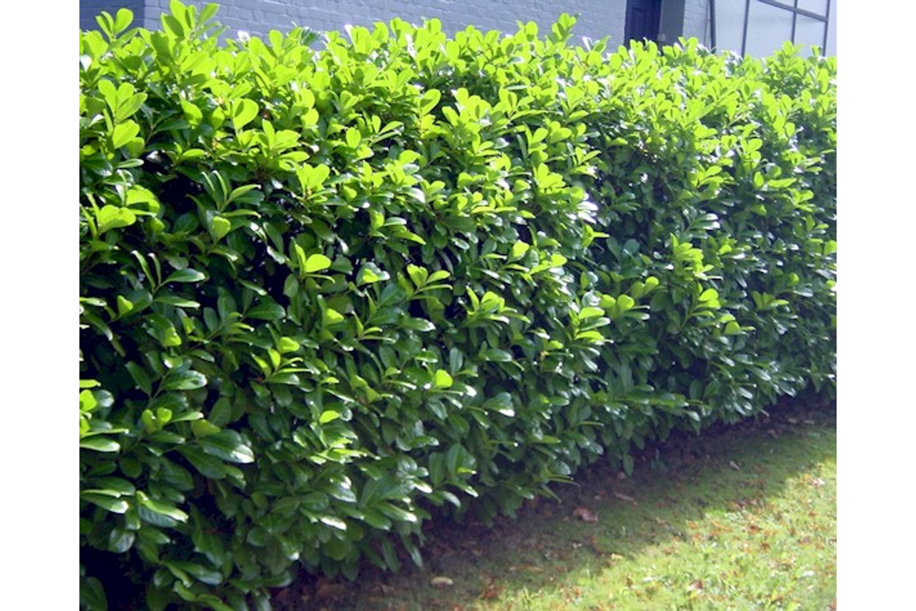 Image of Rotundifolia babérmeggy / Prunus laurocerasus 'Rotundifolia' - 100-120