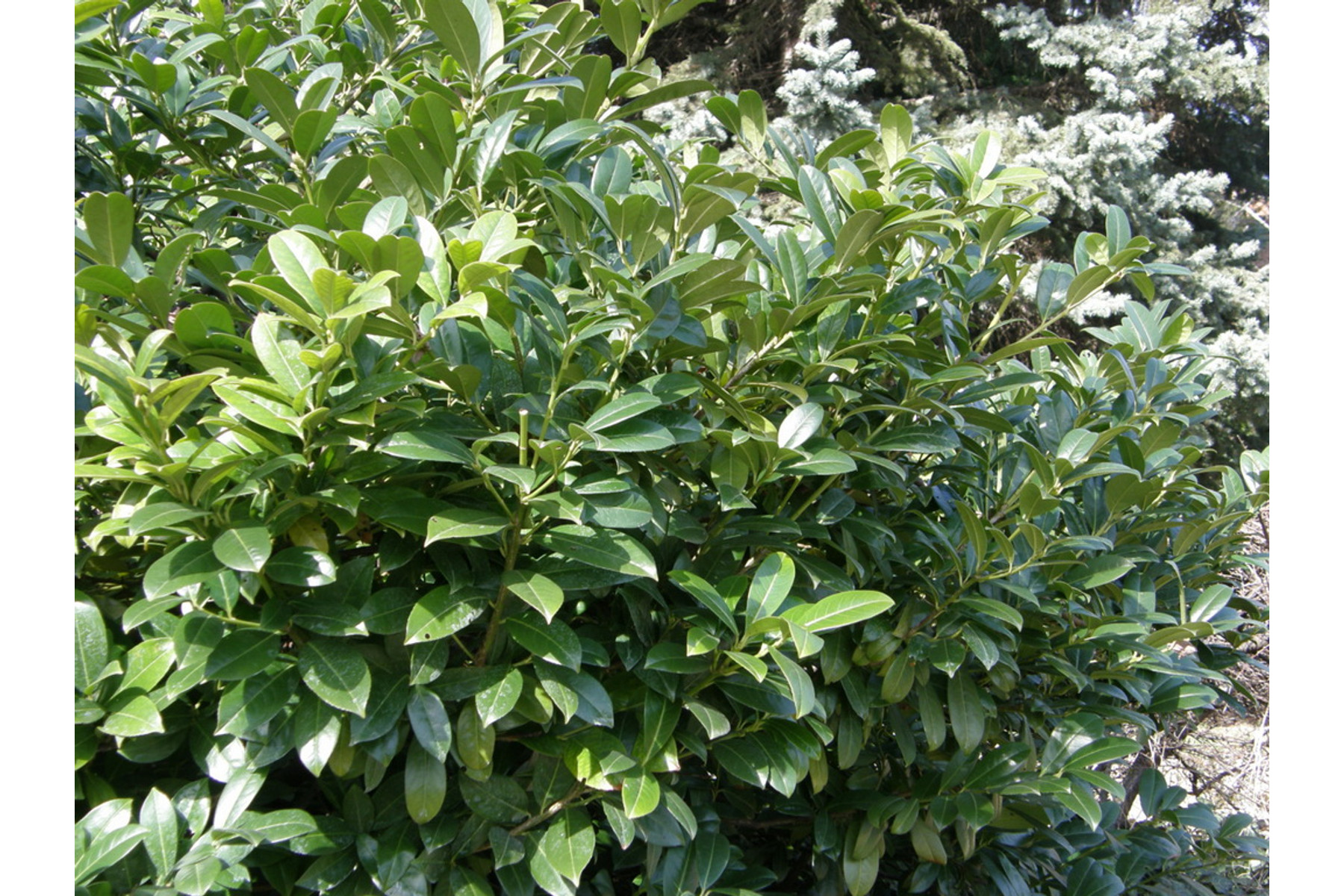 Image of Sipka babérmeggy / Prunus laurocerasus 'Schipkaensis' ✽