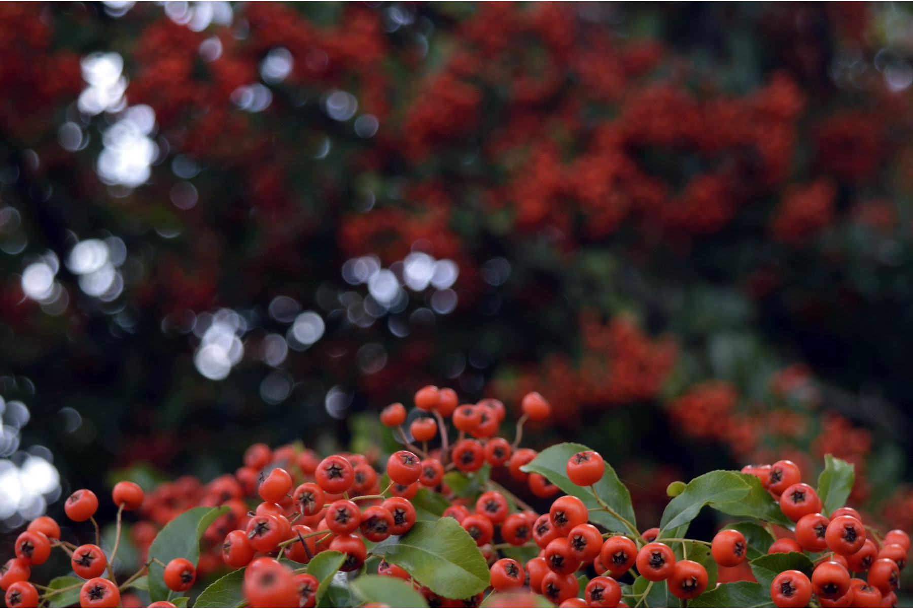 Image of Kasan tűztövis / Pyracantha coccinea 'Kasan' ✽