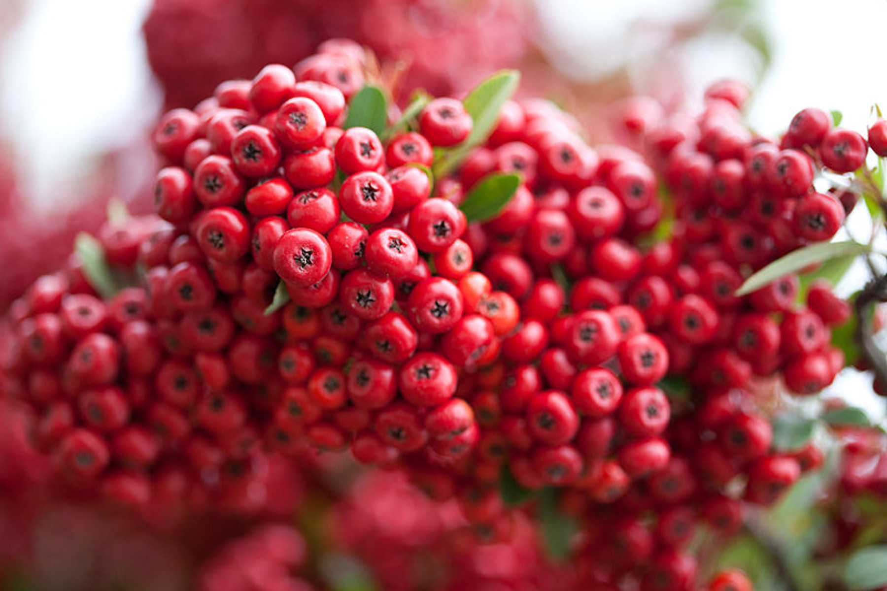 Image of Praecox tűztövis / Pyracantha coccinea 'Praecox' ✽