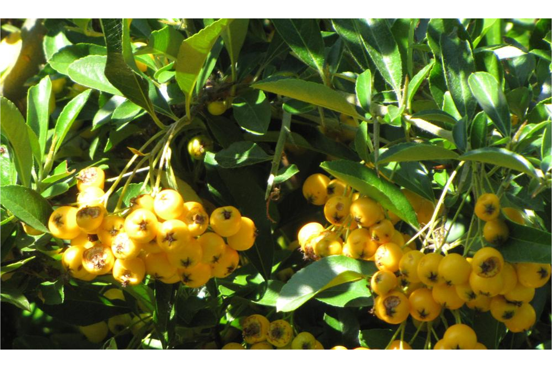 Image of Soleil d'Or tűztövis / Pyracantha coccinea 'Soleil d'Or' ✽