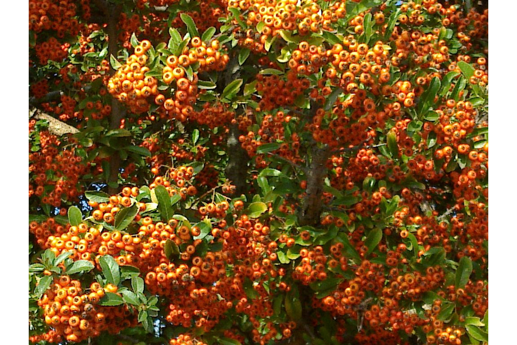 Image of Tűztövis / Pyracantha coccinea ✽