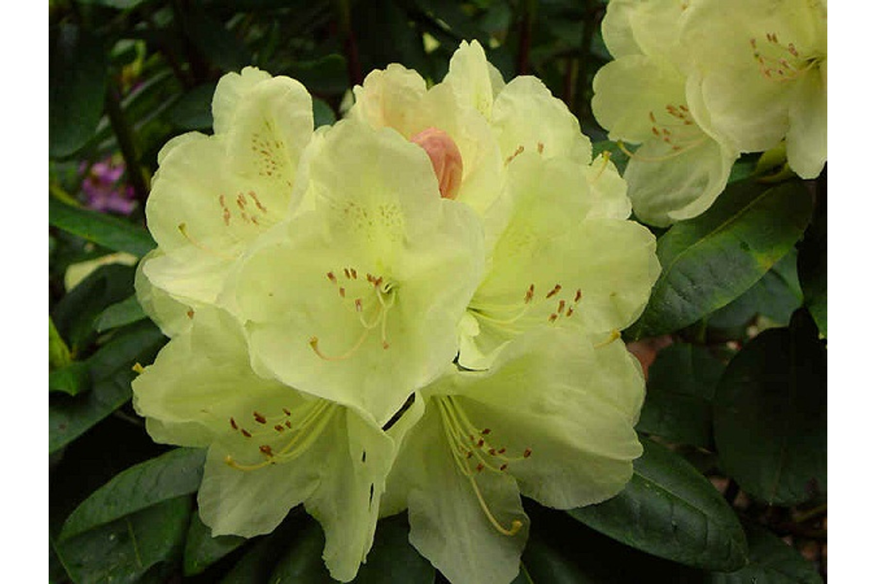 Image of Havasszépe / Rhododendron | sárga - Ehrengold - 30-40