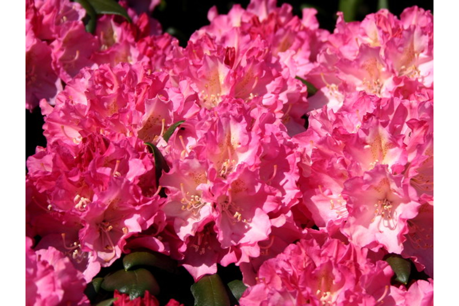 Image of Havasszépe / Rhododendron | sötét rózsaszín - Kalinka - 30-40