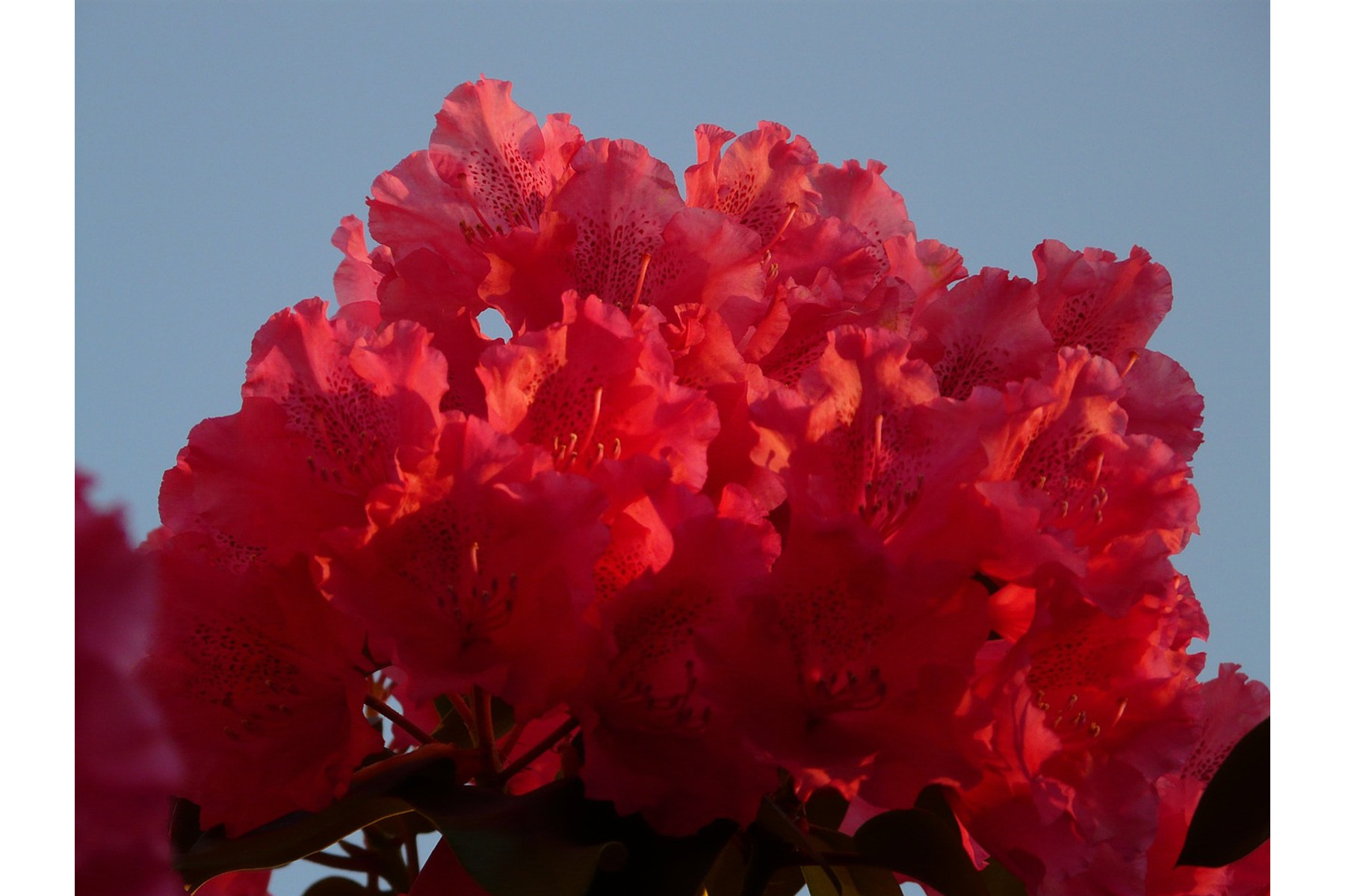 Image of Havasszépe / Rhododendron | piros - Markeeta's Price - 30-40