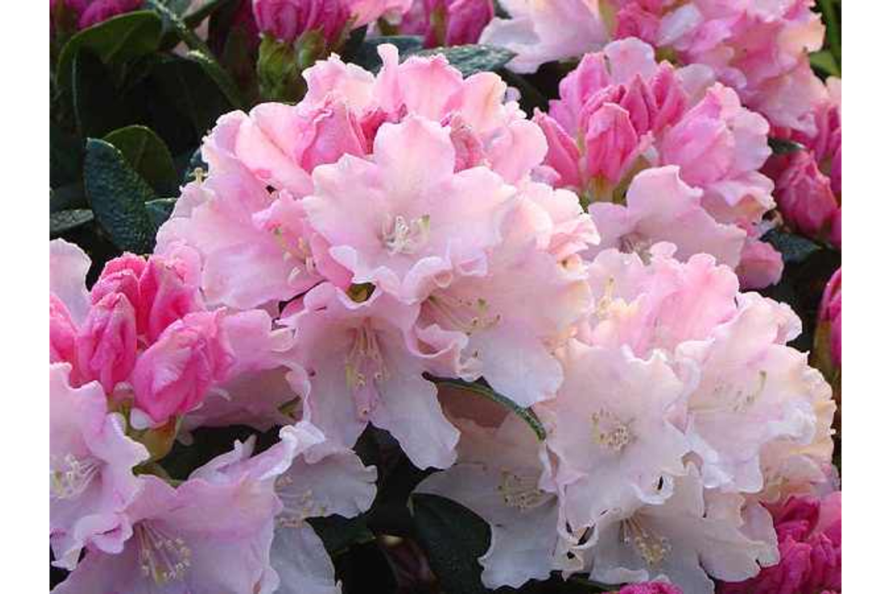 Image of Havasszépe / Rhododendron | púder rózsaszín - Dreamland - 40-50