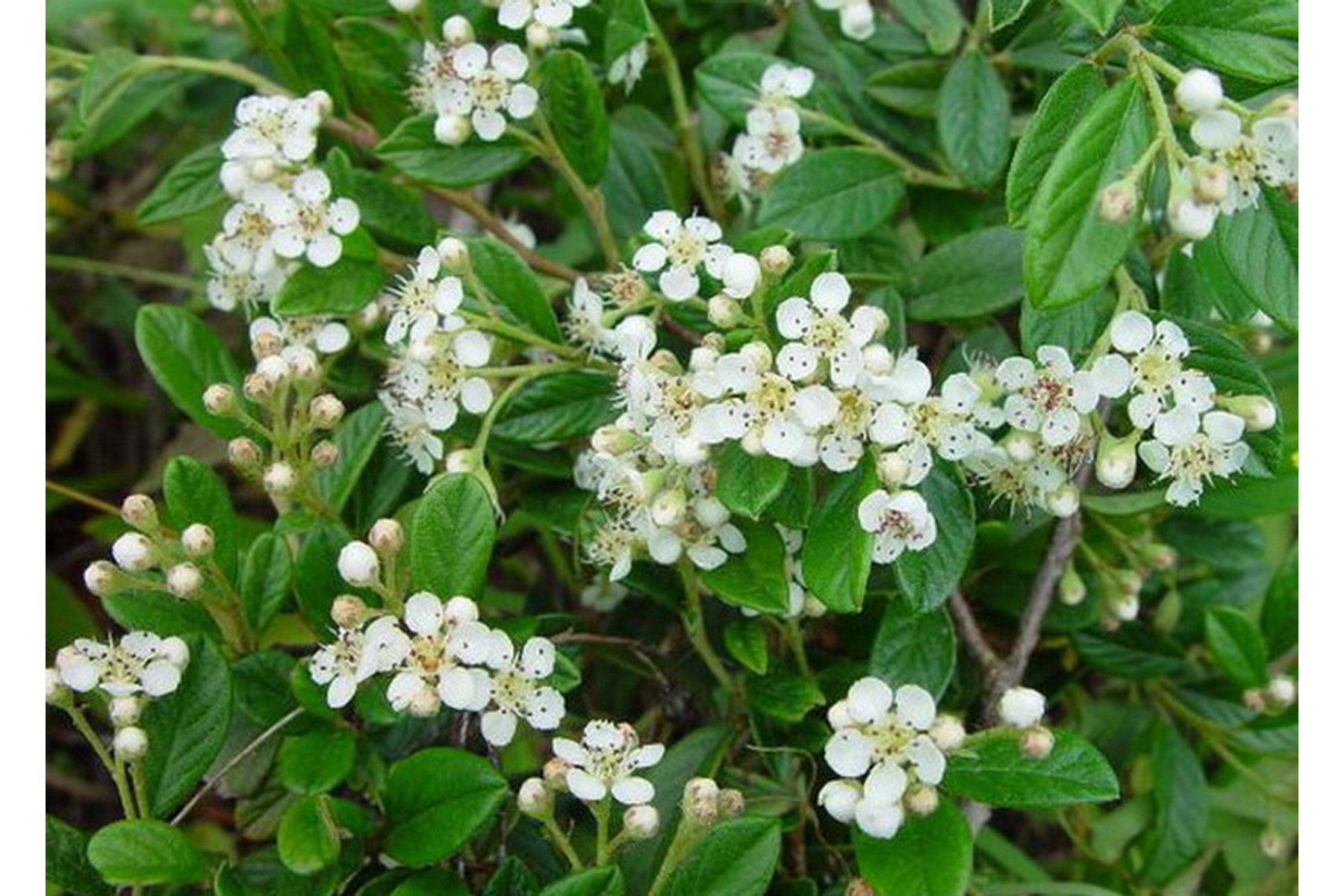 Image of Őszi Tűz fűzlevelű madárbirs / Cotoneaster salicifolius 'Herbstfeuer' ✽