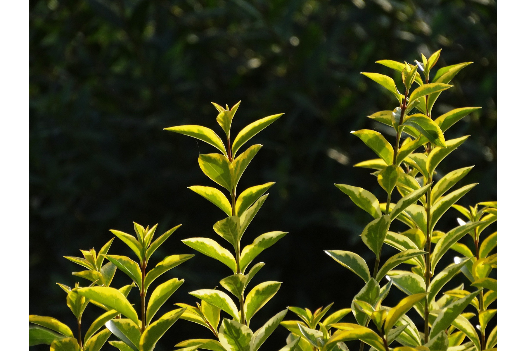Image of Aranytarka télizöld vagy széleslevelű fagyal / Ligustrum ovalifolium 'Aureum' ✽