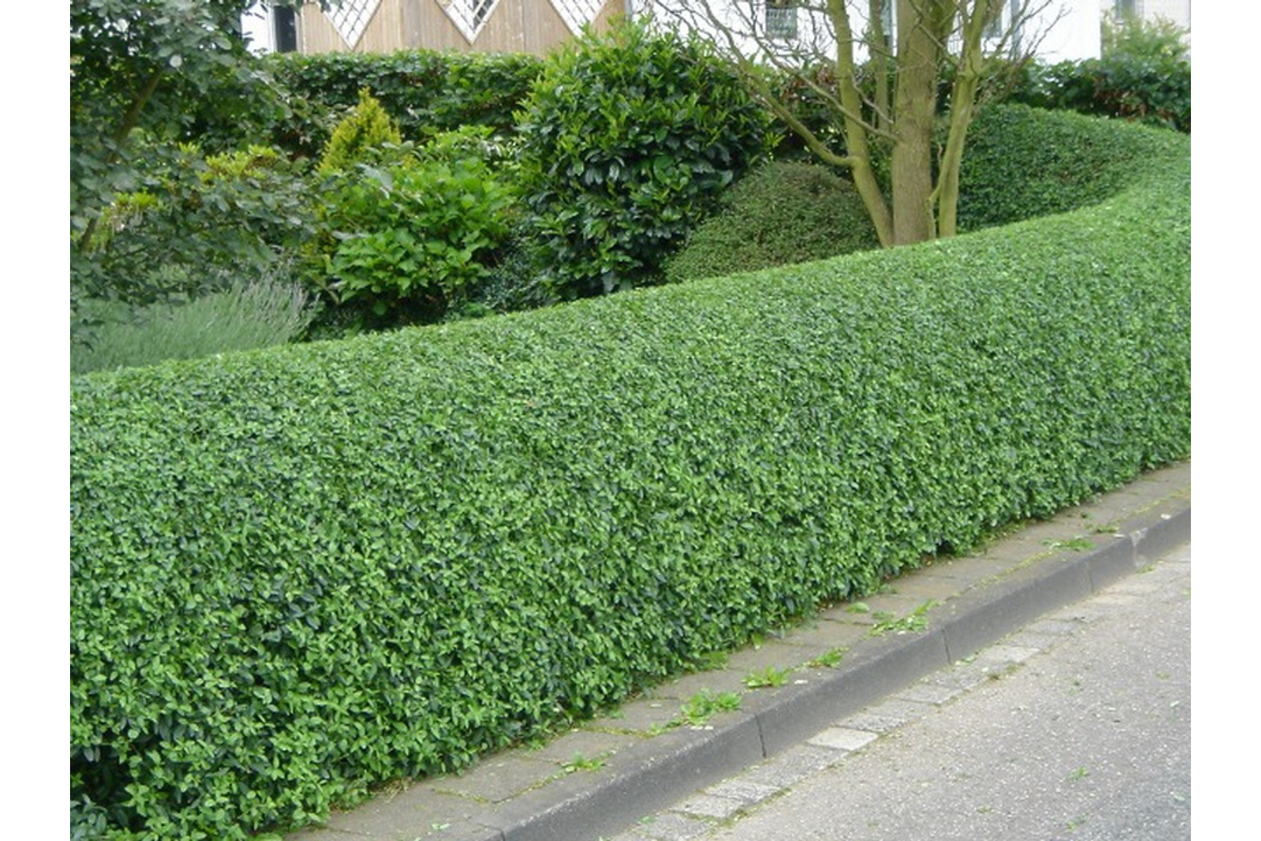 Image of Télizöld vagy széleslevelű fagyal / Ligustrum ovalifolium - 30-40