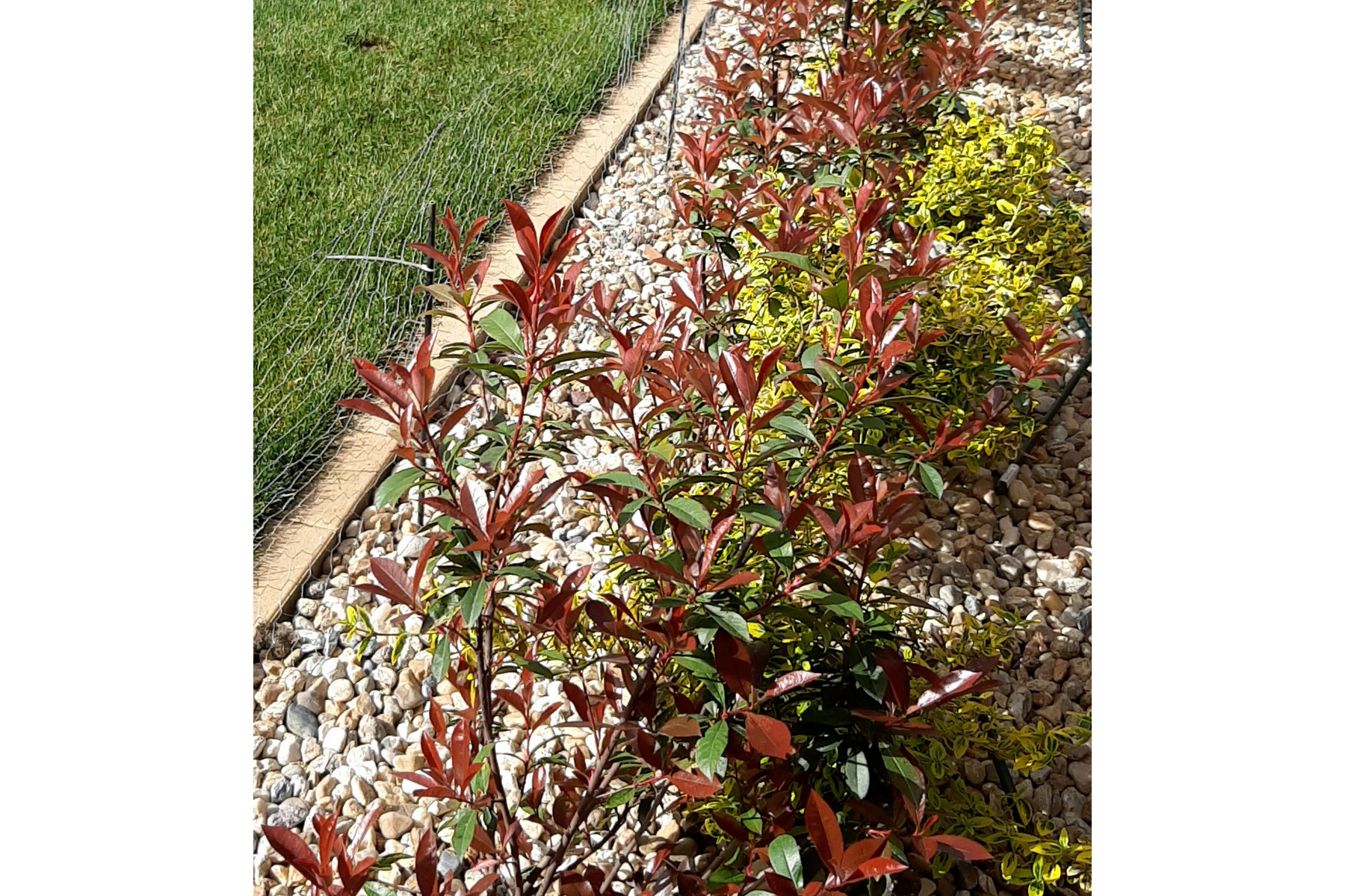 Image of Carre Rouge korallberkenye / Photinia x fraseri 'Carre Rouge' ✽