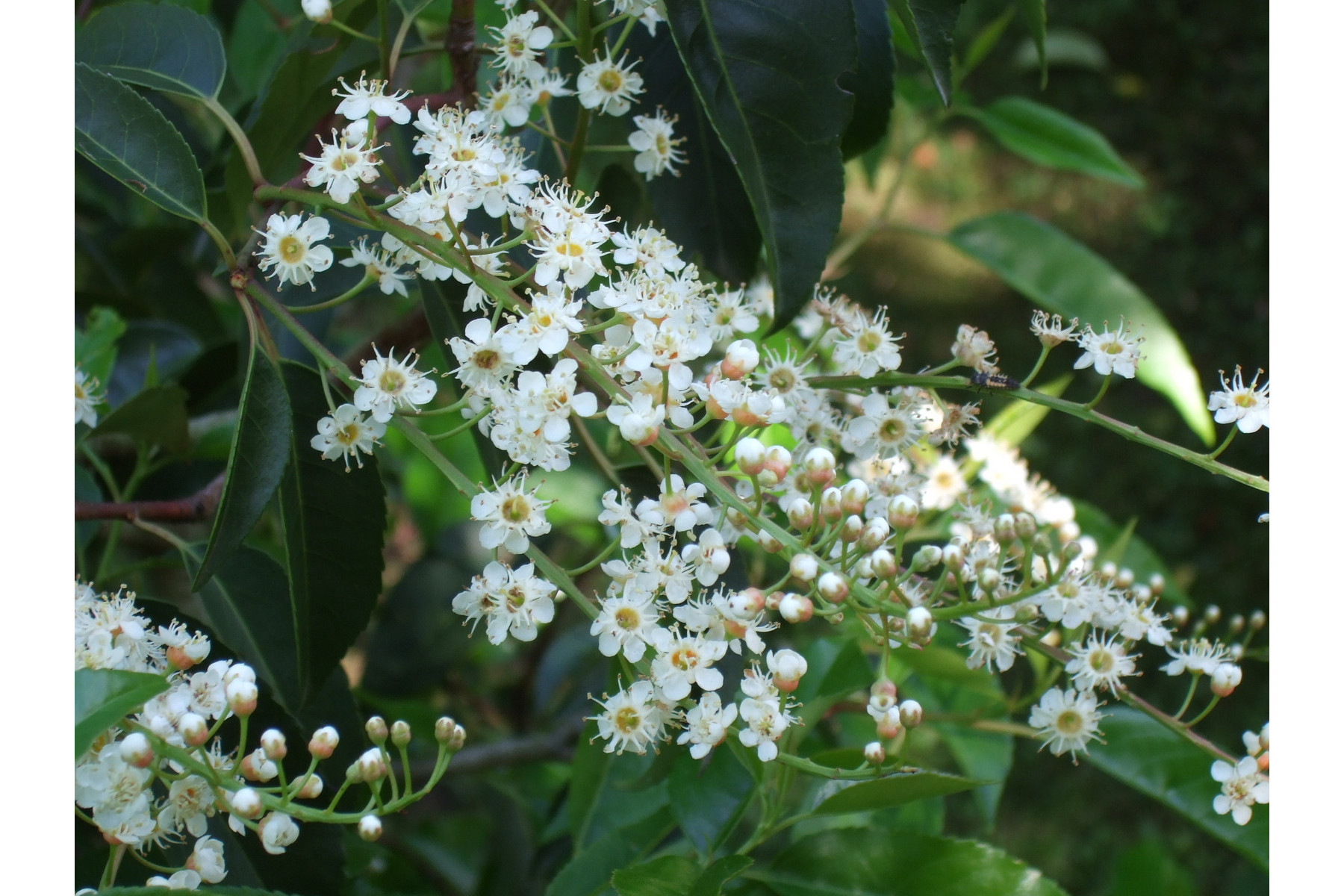 Image of Portugál babérmeggy / Prunus lusitanica - 40-60