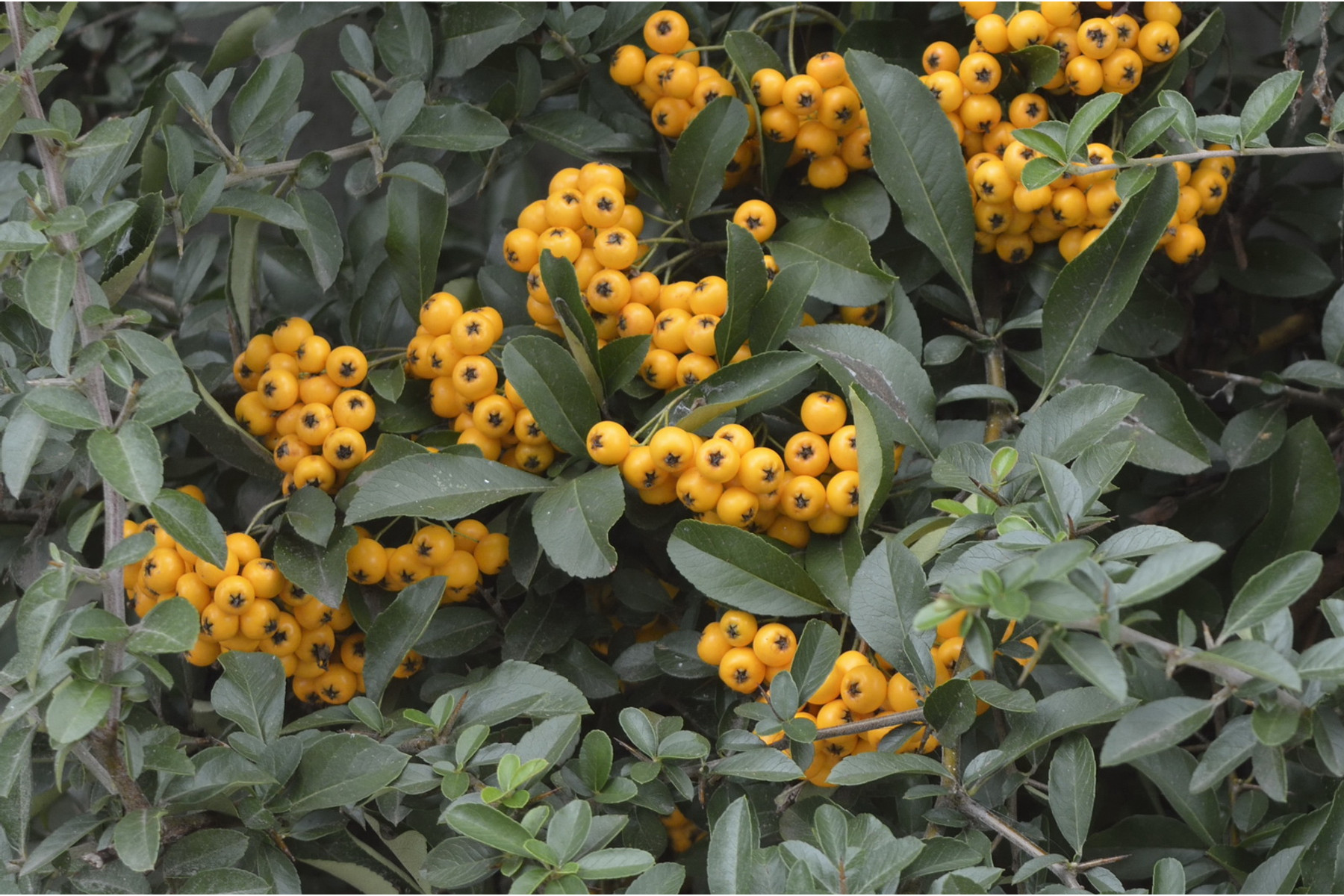 Image of Golden Charmer tűztövis / Pyracantha coccinea 'Golden Charmer' ✽