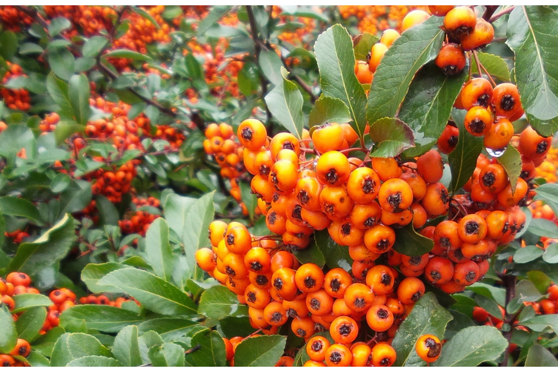 Image of Orange Glow tűztövis / Pyracantha coccinea 'Orange Glow' ✽