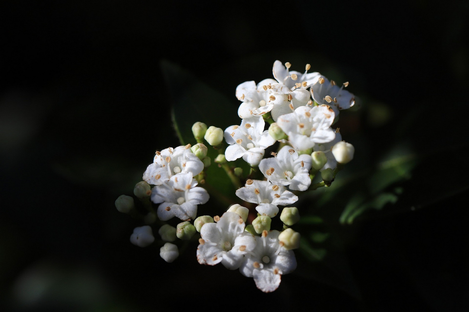 Image of Prágai bangita / Viburnum x pragense - 40-60