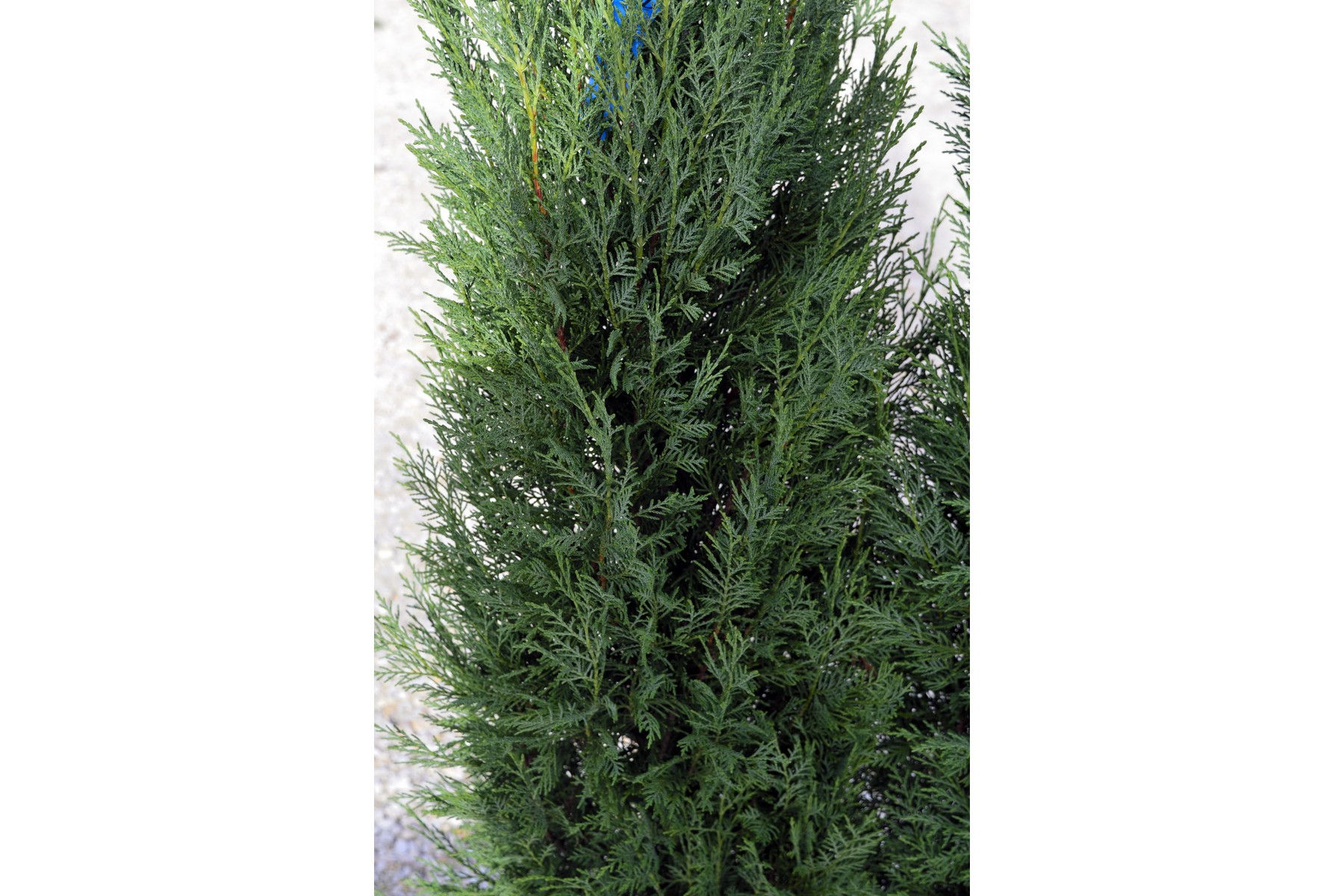 Image of Pyramidalis oszlopos leyland ciprus / x Cupressocyparis leylandii 'Pyramidalis' - 200-250 ÜLTETÉSSEL