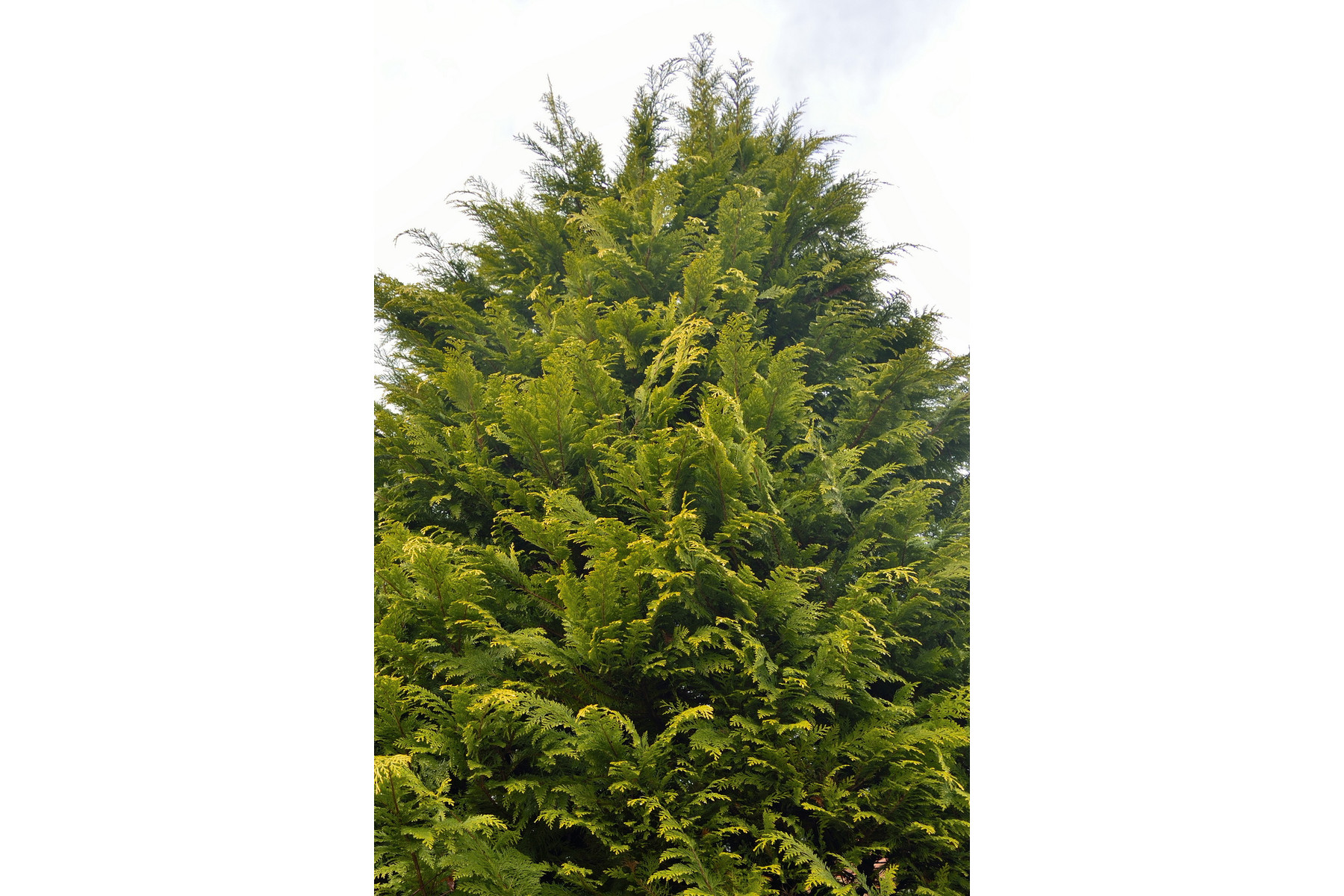 Image of Arany leyland ciprus / Cupressocyparis x leylandii 'Gold Rider' ✷