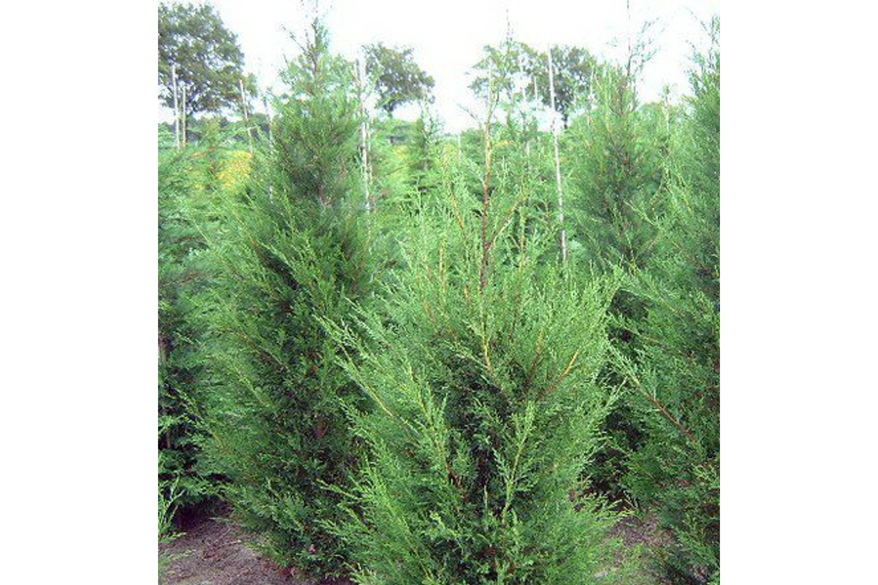 Image of Green Rocket oszlopos leyland ciprus / Cupressocyparis x leylandii 'Green Rocket' ✷