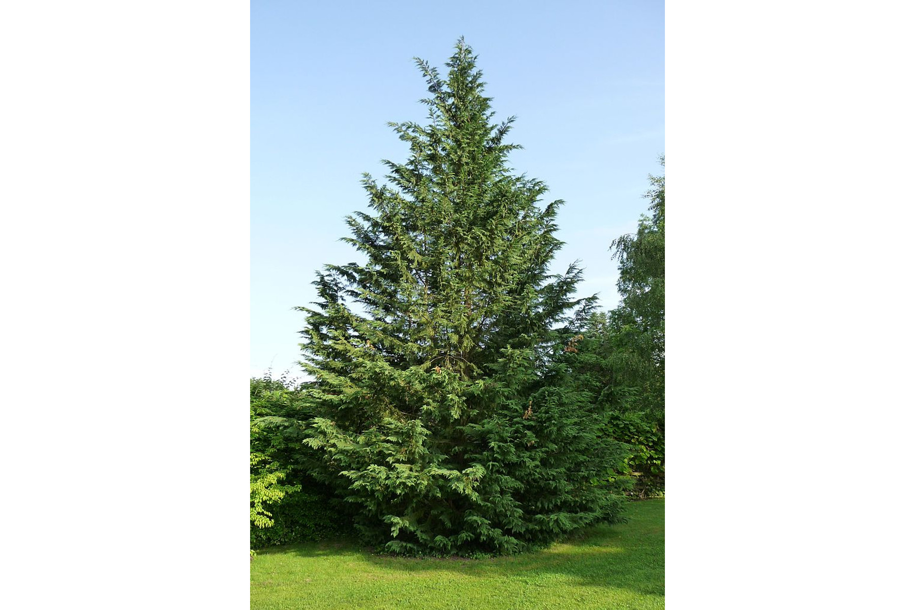 Image of Leylandi ciprus / Cupressocyparis x leylandii - 80-100