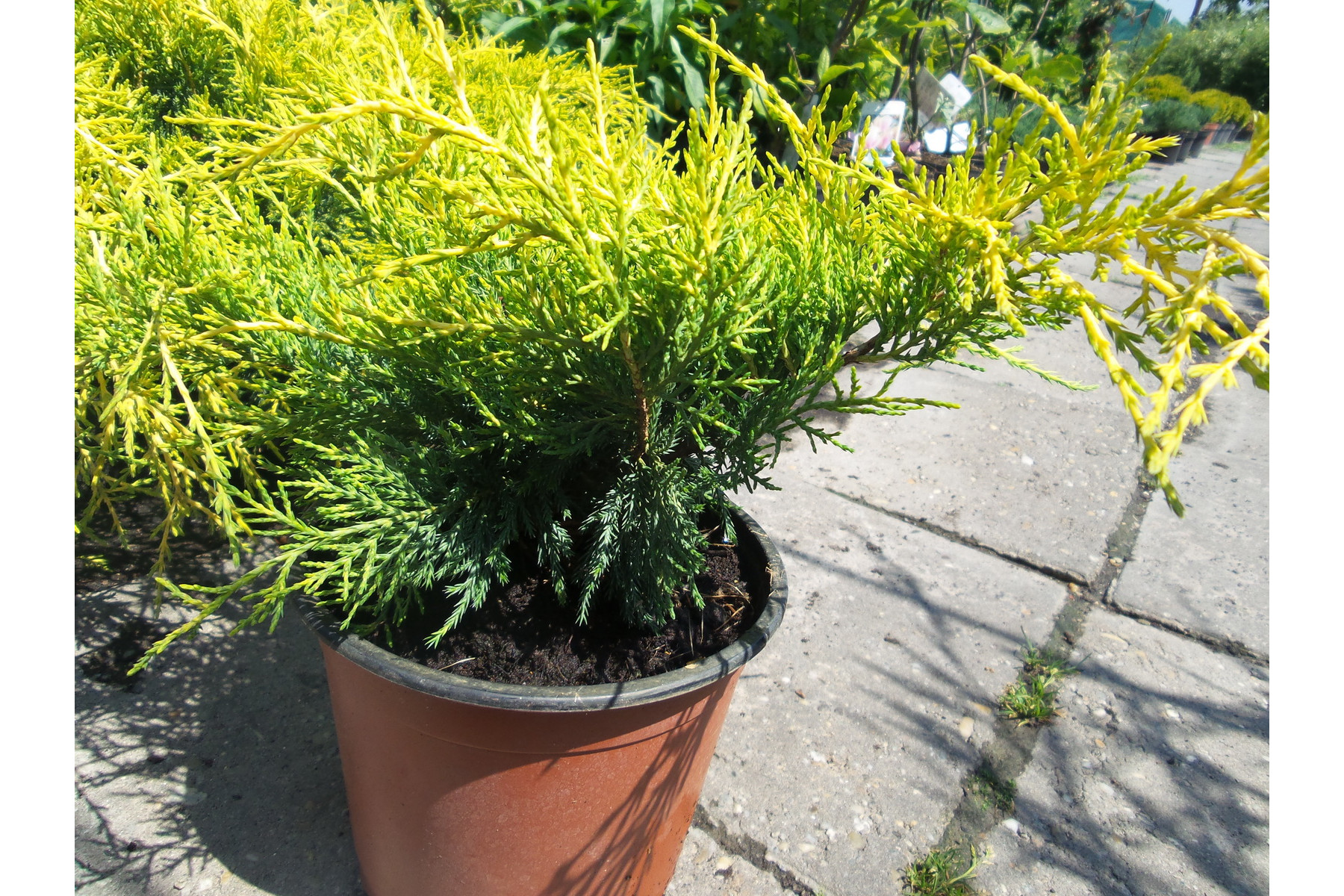 Image of Armstrong Gold kínai boróka / Juniperus chinensis 'Armstrong Gold' ✷