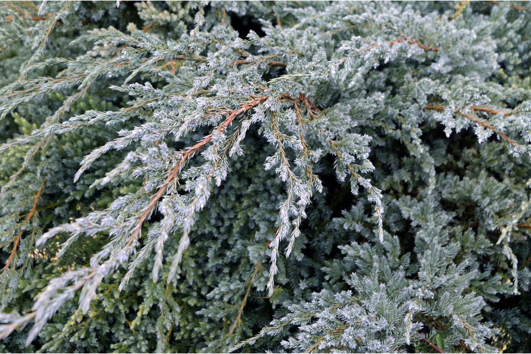 Image of Blue Carpet nepáli kúszóboróka / Juniperus squamata 'Blue Carpet' ✷