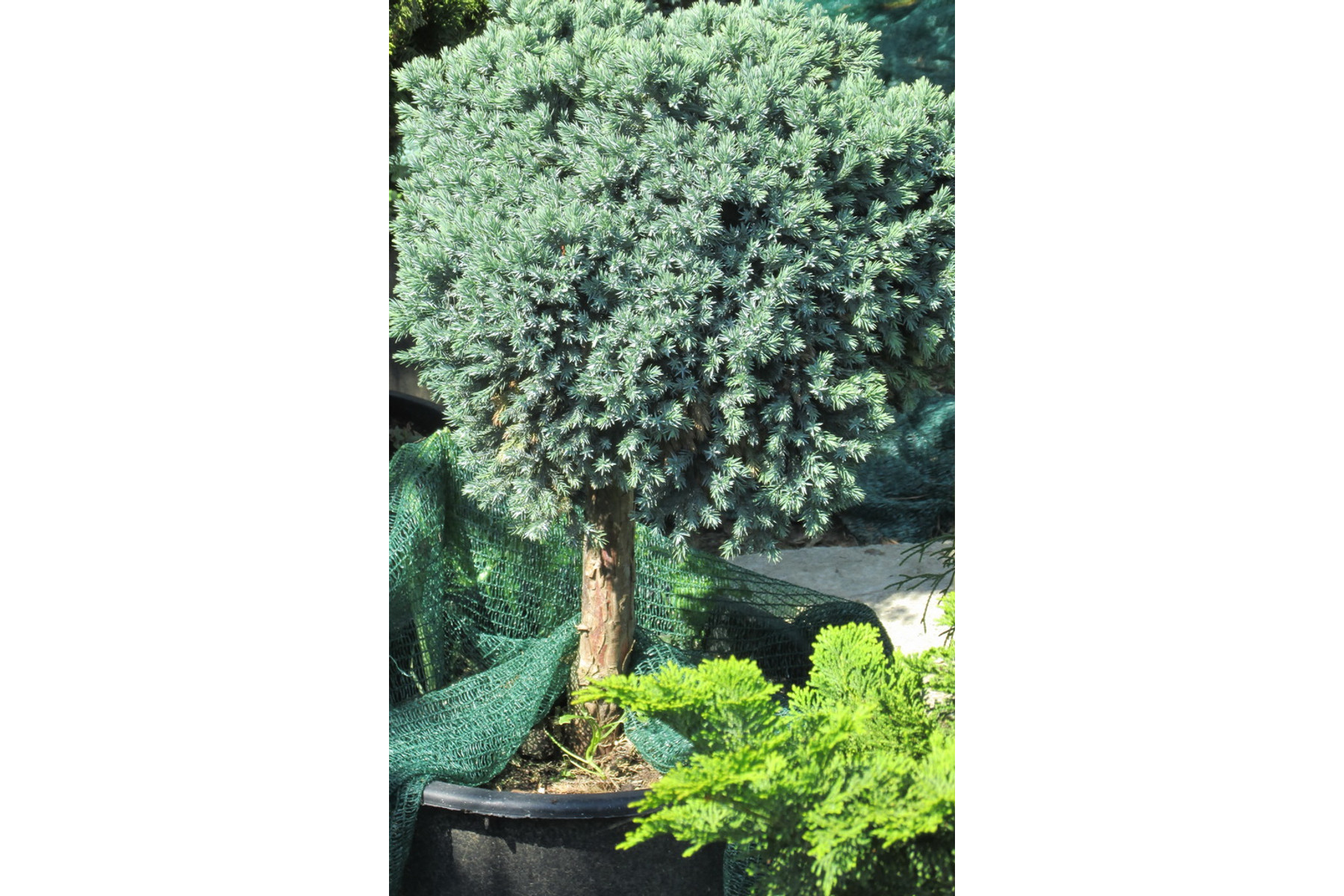 Image of Blue Star nepáli törpe boróka / Juniperus squamata 'Blue Star' - magas törzsön ✷