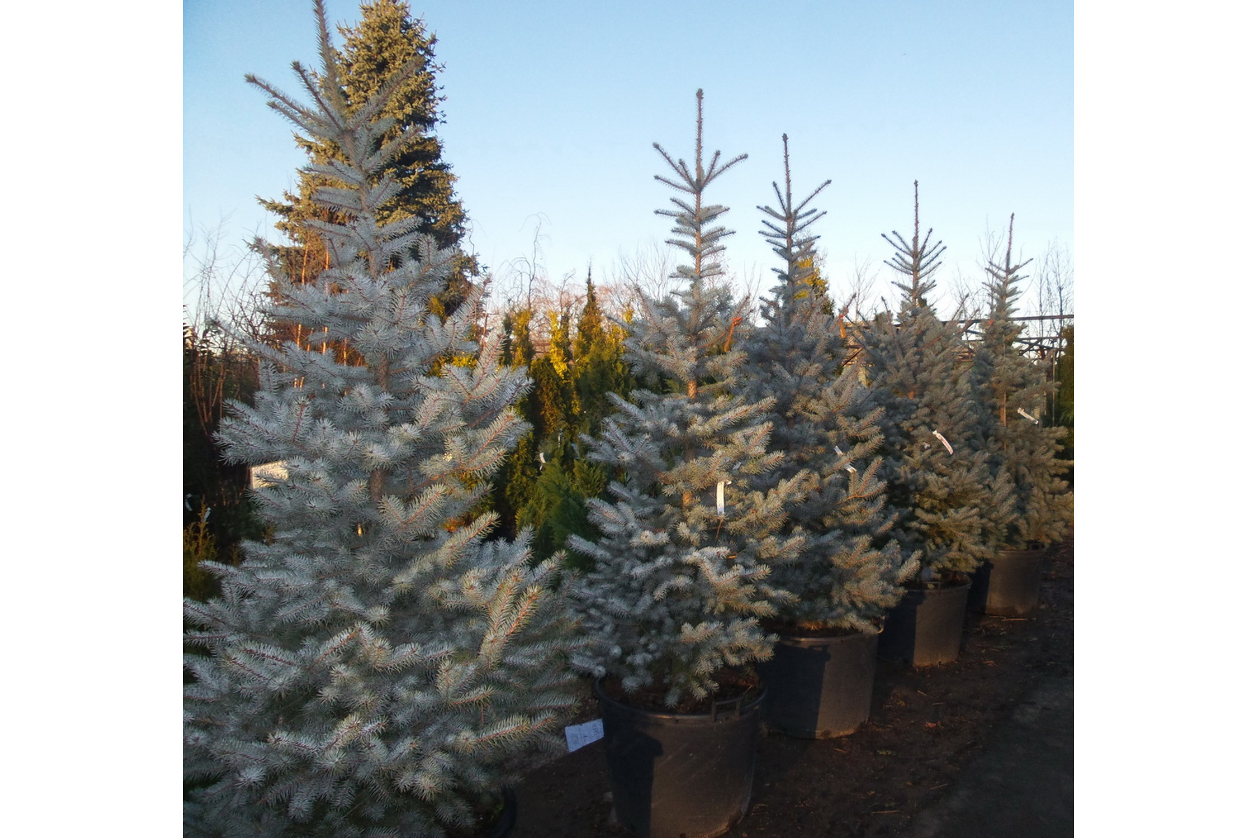 Image of Edith ezüstfenyő / Picea pungens 'Edith' ✷