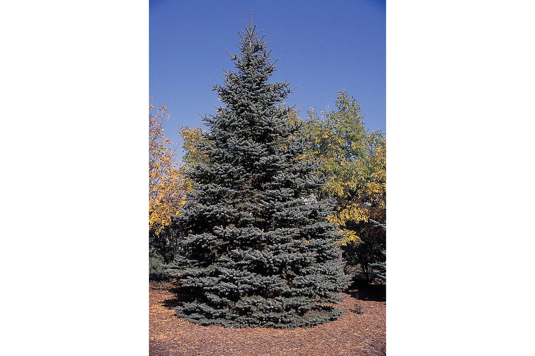 Image of Hoopsii ezüstfenyő / Picea pungens 'Hoopsii' - 100-125